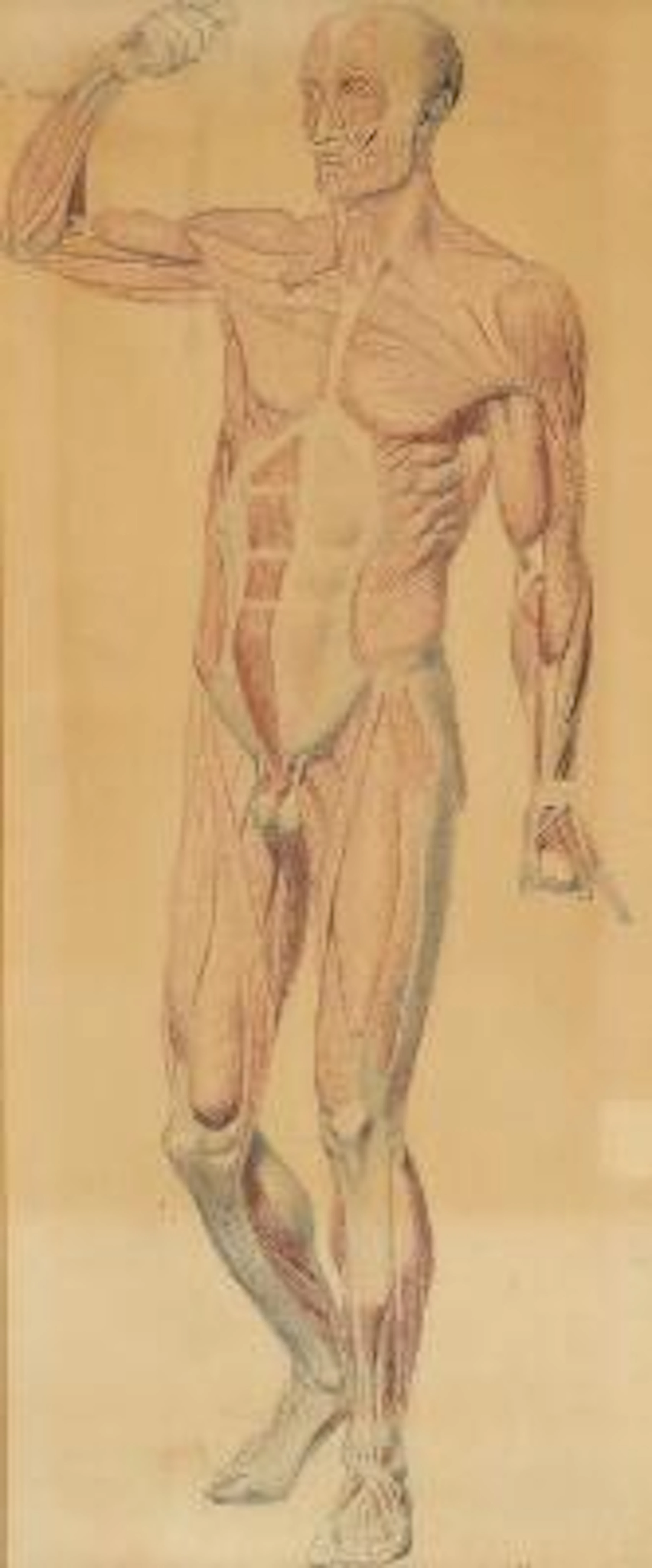 Unknown artist, 19th century: A medical anatomical drawing. Unsigned.