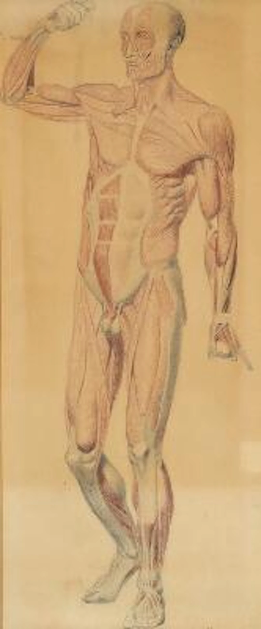 Unknown artist, 19th century: A medical anatomical drawing. Unsigned.