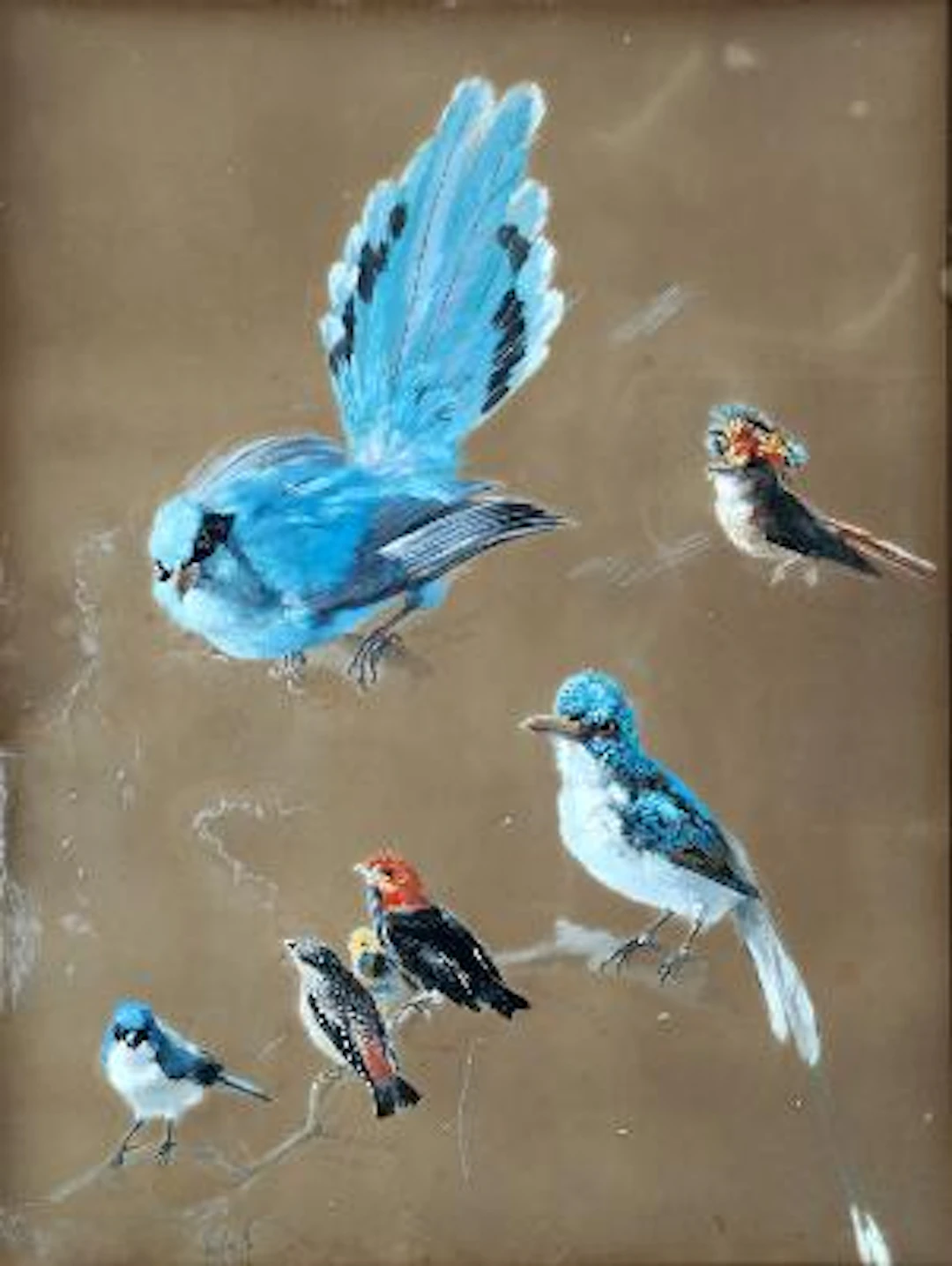 Unknown artist, 19th–20th century: Study of birds. Unsigned. Gouache