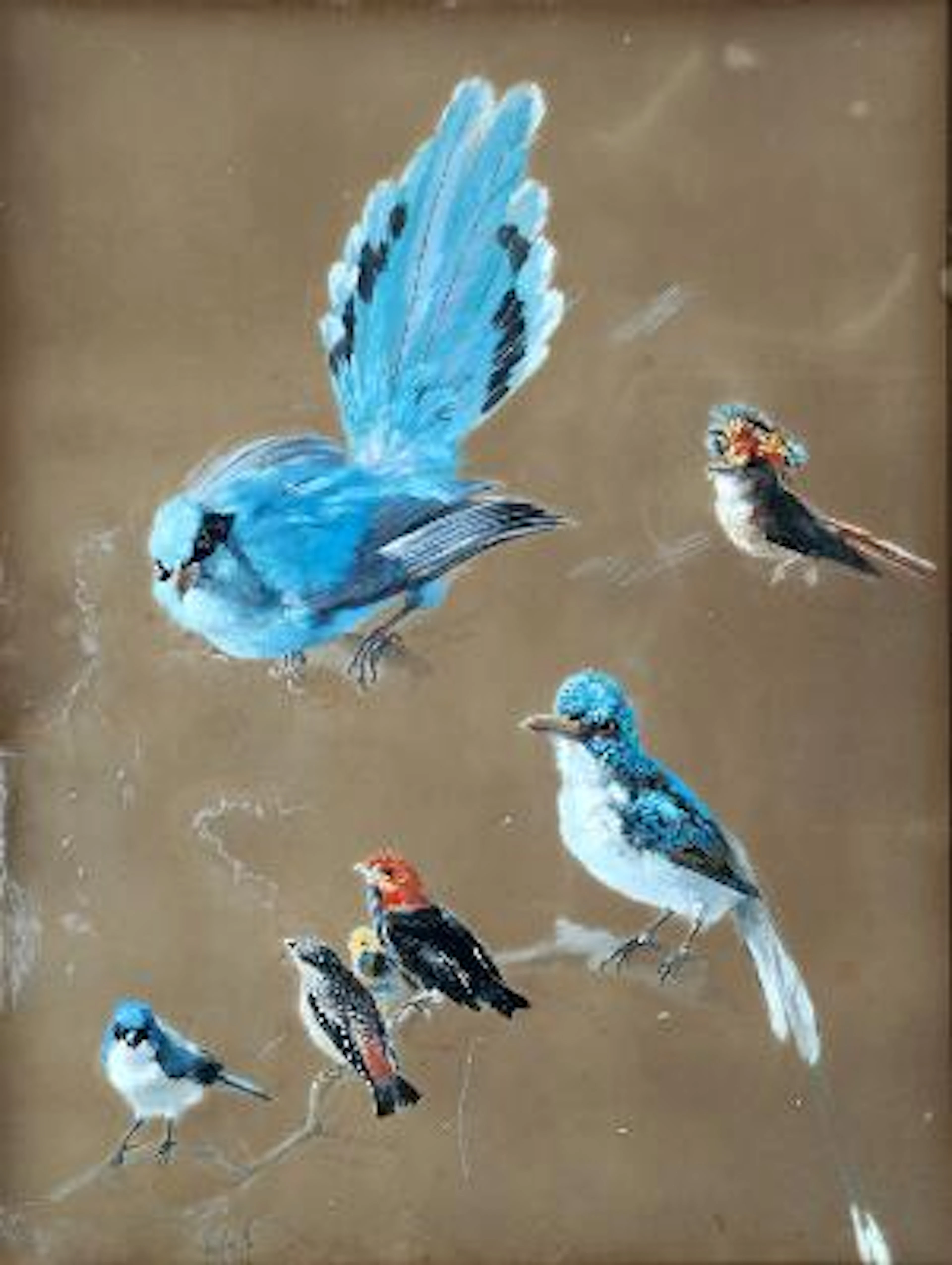 Unknown artist, 19th–20th century: Study of birds. Unsigned. Gouache