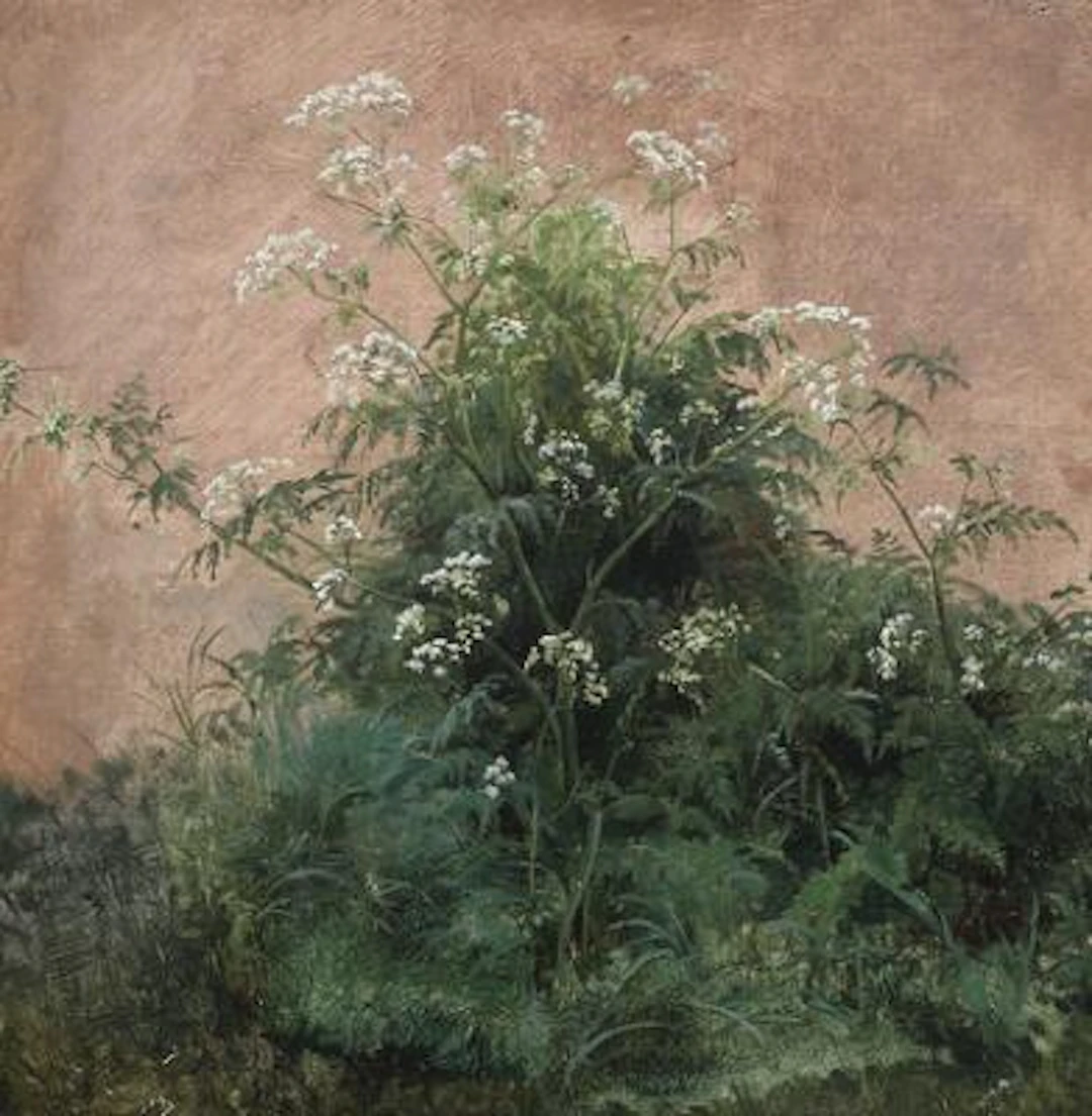 Edvard Petersen: Wild chervil. Signed monogram. Oil on canvas. 23.5