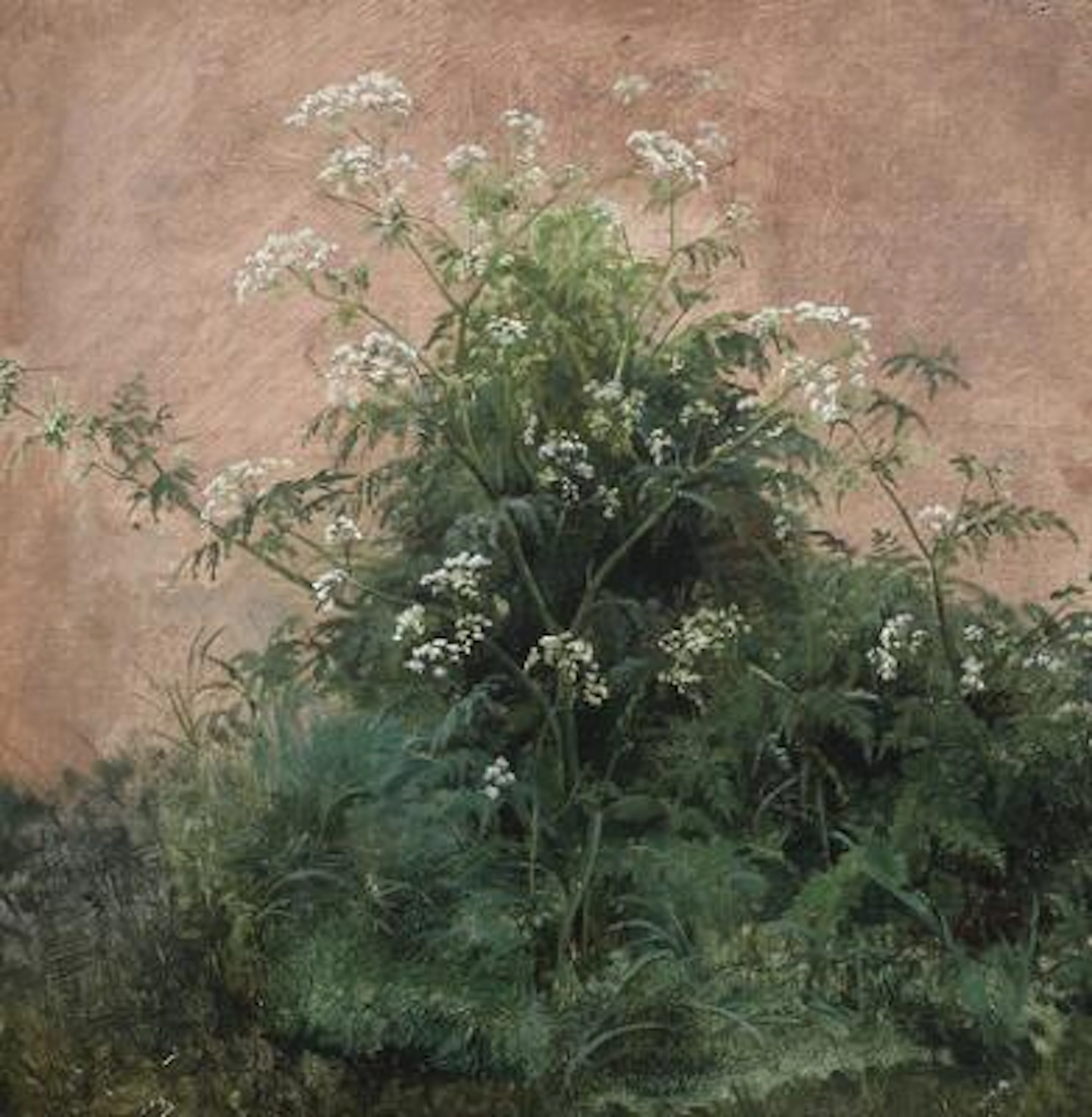 Edvard Petersen: Wild chervil. Signed monogram. Oil on canvas. 23.5