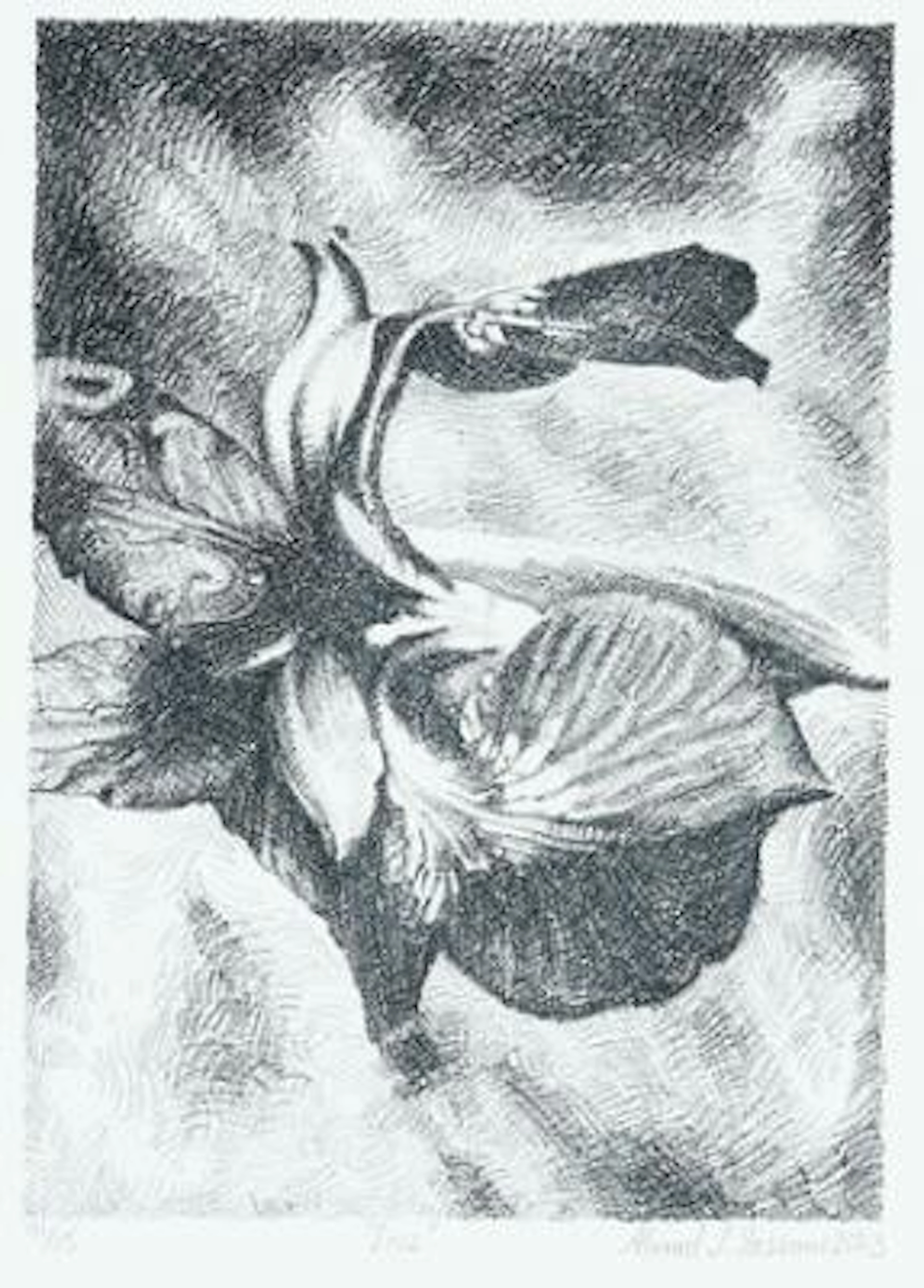 Ahmad Siyar Qasimi: "Iris". Signed Ahmad S. Qasimi 2023, 91/115. Lithograph.