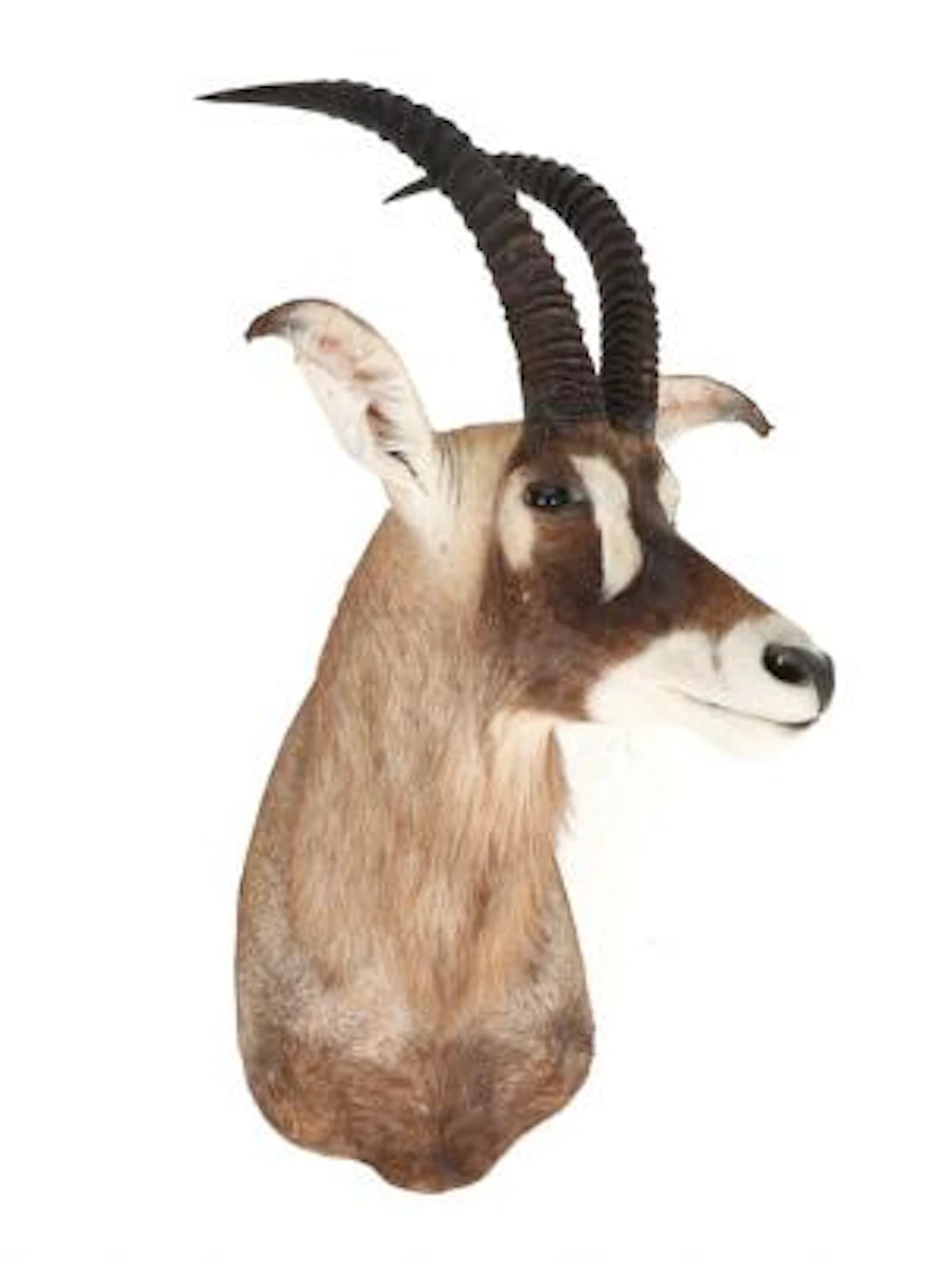 Big Roan antilope hunting trophy. Afrika, 20th century. H. 95 cm.