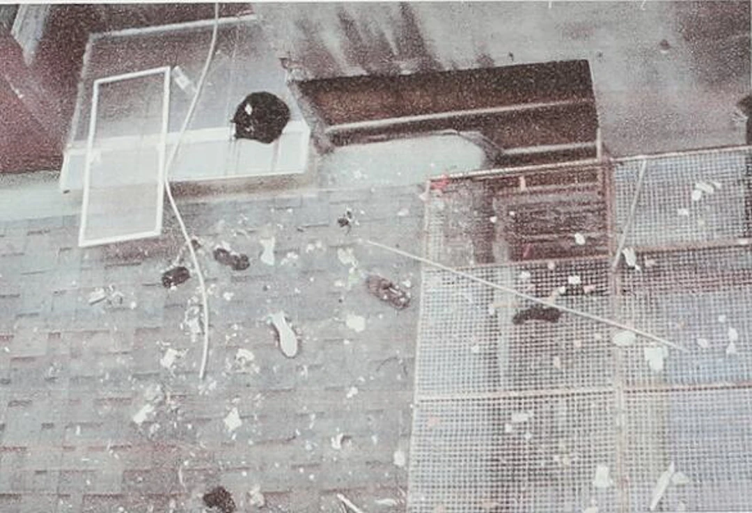 Line Kallmayer: "Cat Sleeping Outside", 2016. Signed. C-print on paper.