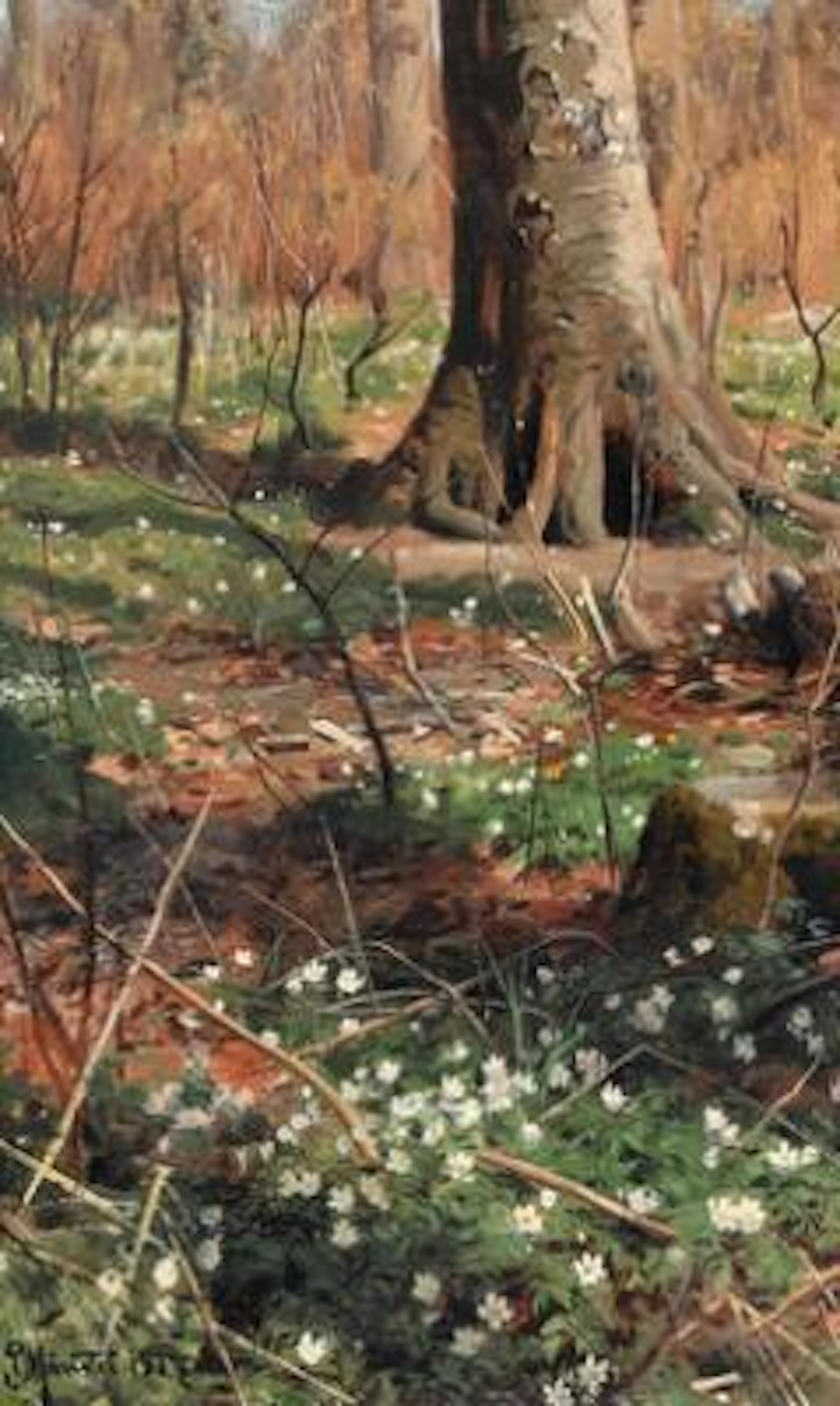 Peder Mønsted: Forest floor in spring with white anemones. Signed.
