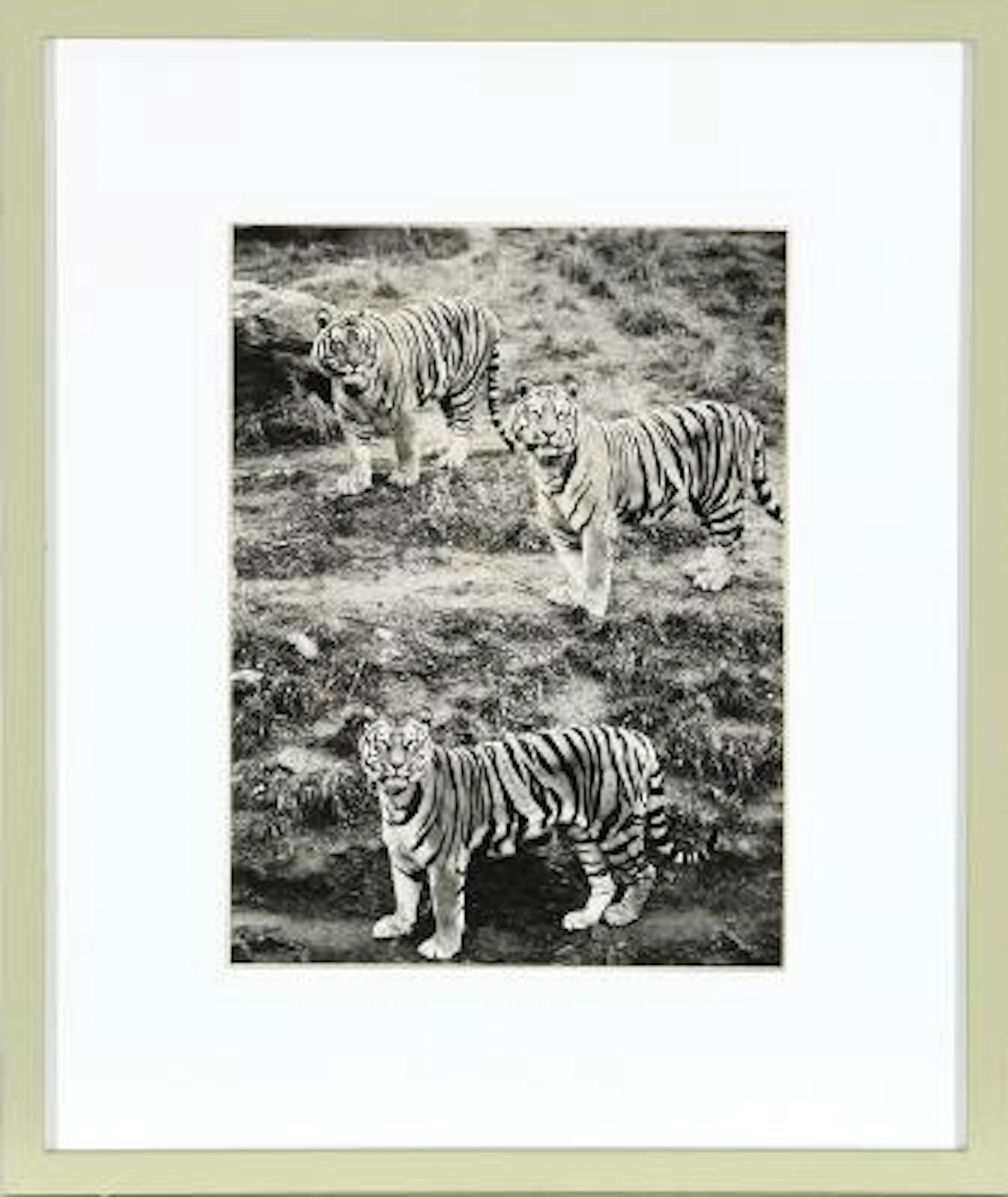 Bengal tigers. National Geographic recording from c. 1973. Green-painted