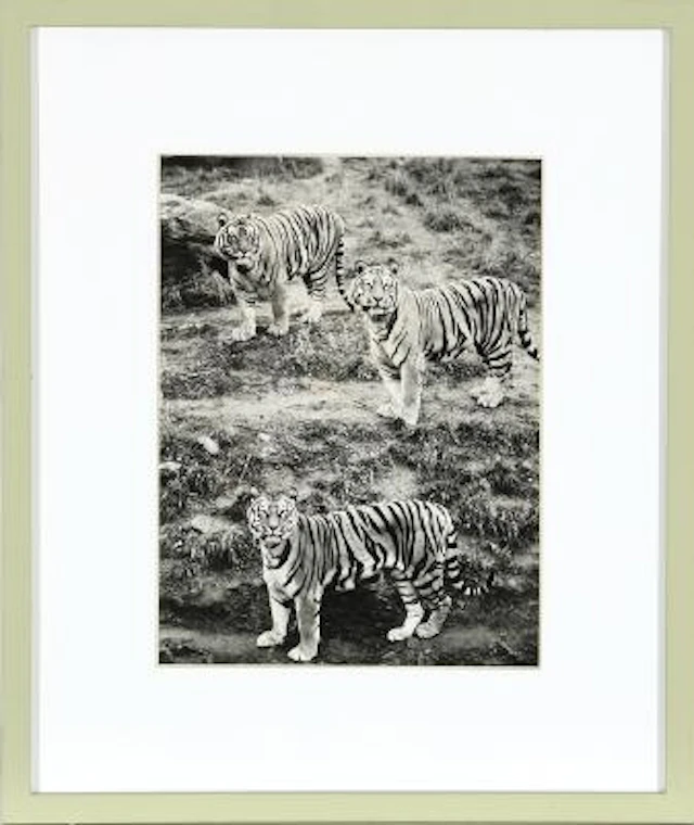Bengal tigers. National Geographic recording from c. 1973. Green-painted