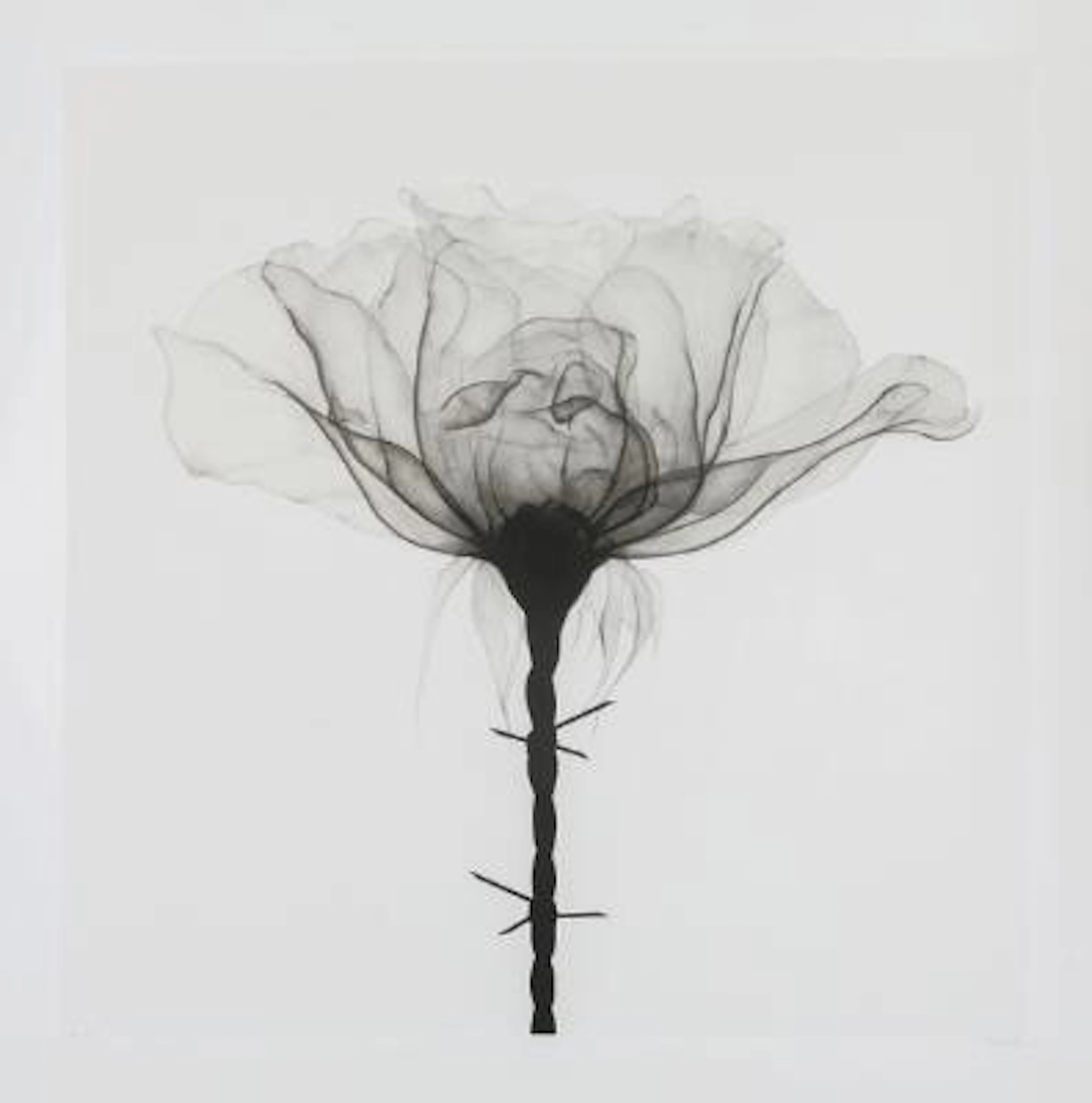 SHOK-1: "Thorns Silver". Signed SHOK-1, 118/150. Silkscreen. 76 x
