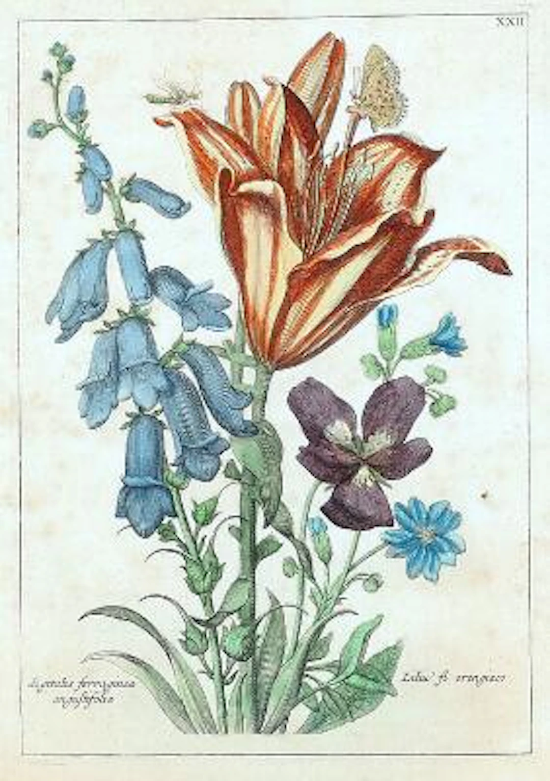 Handcoloured botanical plate from Nederlandsch Bloemwerk door een