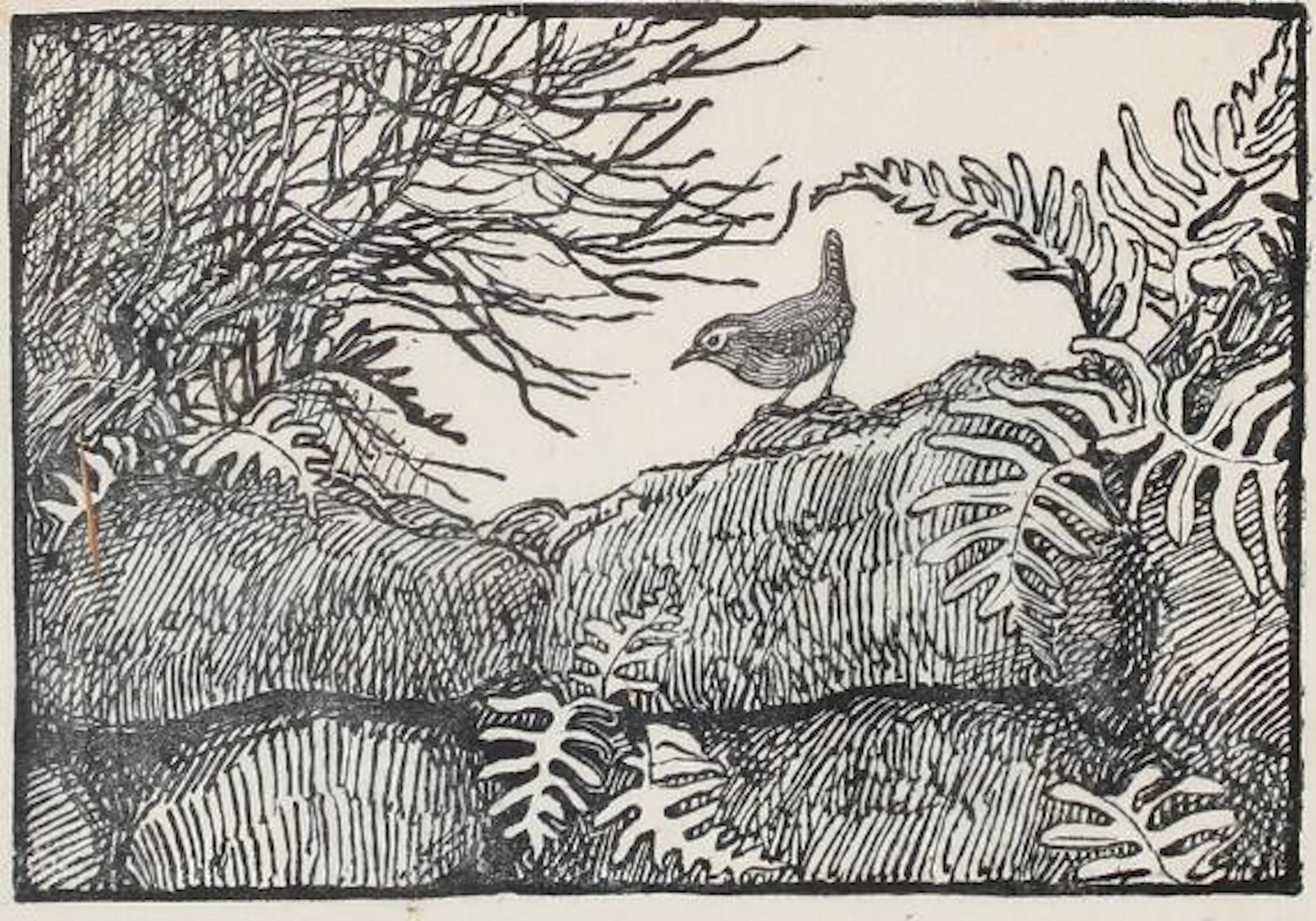 Johannes Larsen: A wren sitting among ferns and branches. Signed with