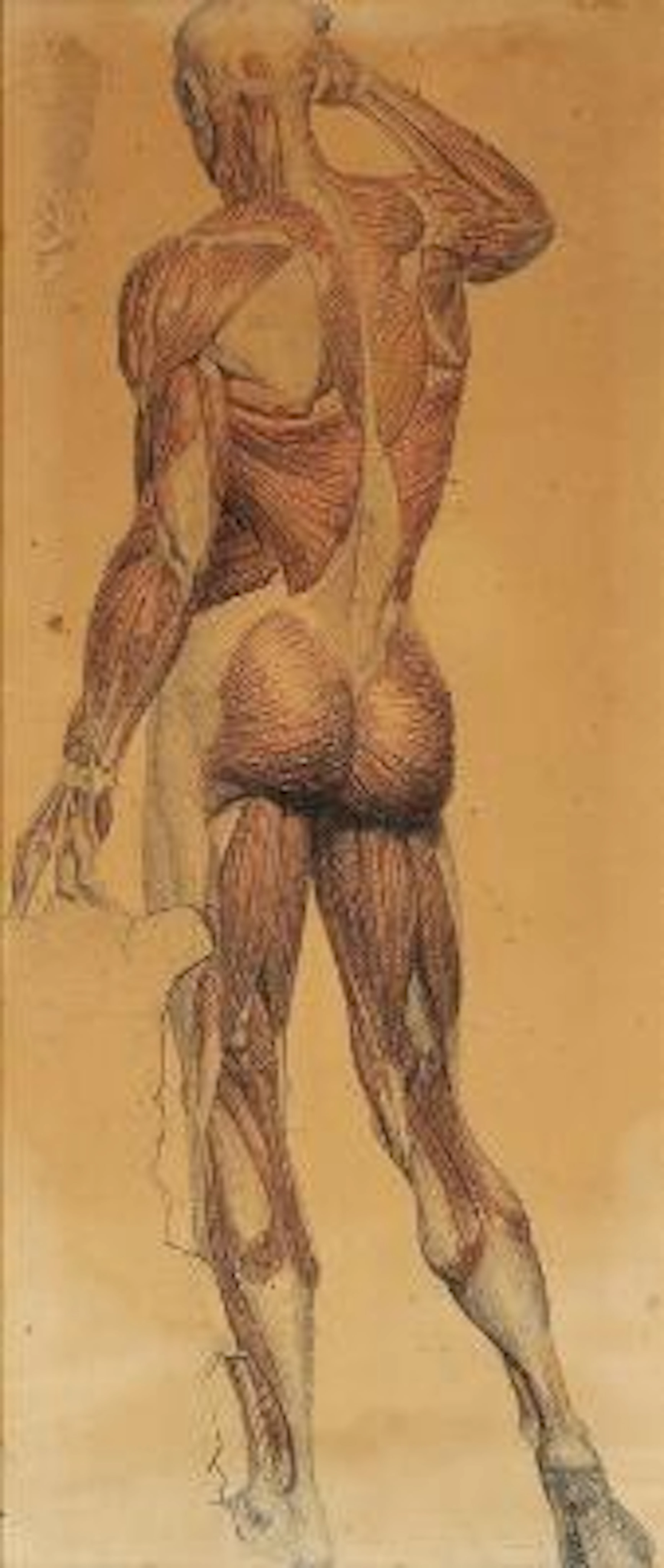 Unknown artist, 19th century: A medical anatomical drawing. Unsigned.