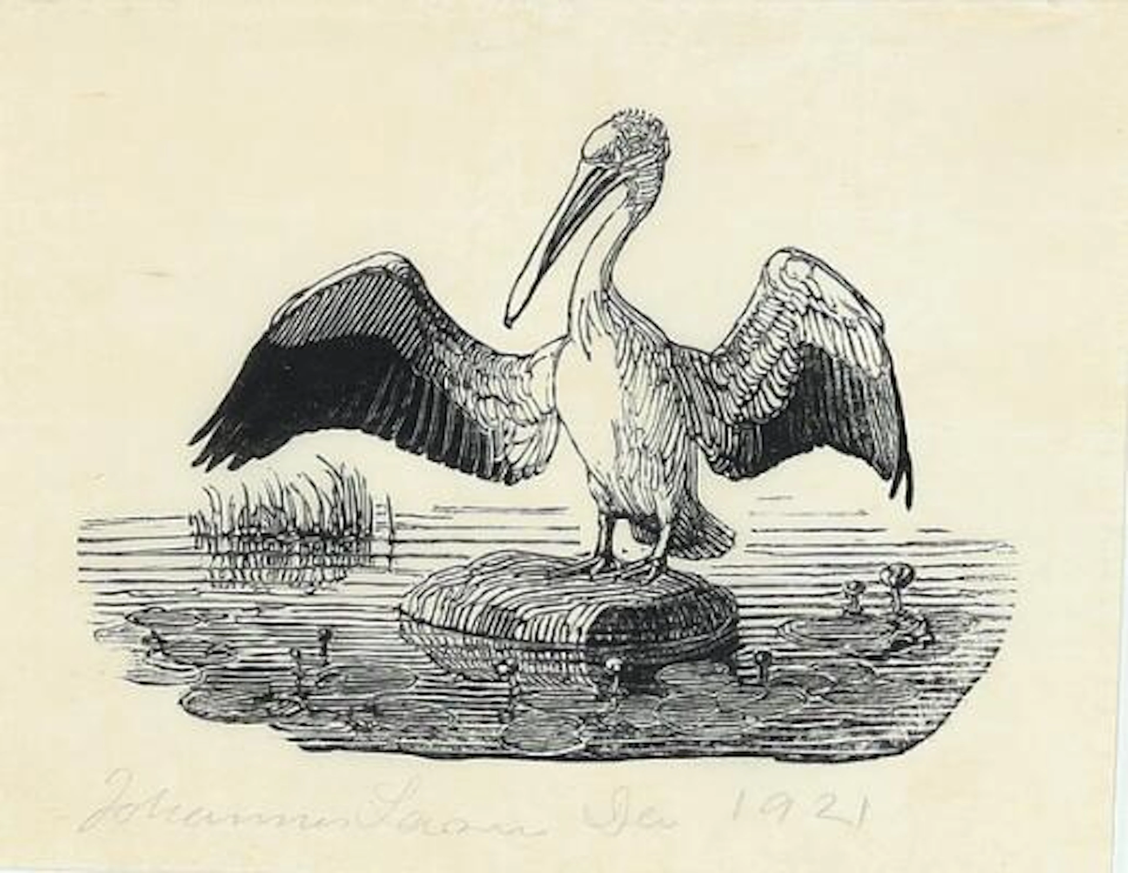Johannes Larsen: Pelican. Signed Johannes Larsen Dec 1921. Woodcut
