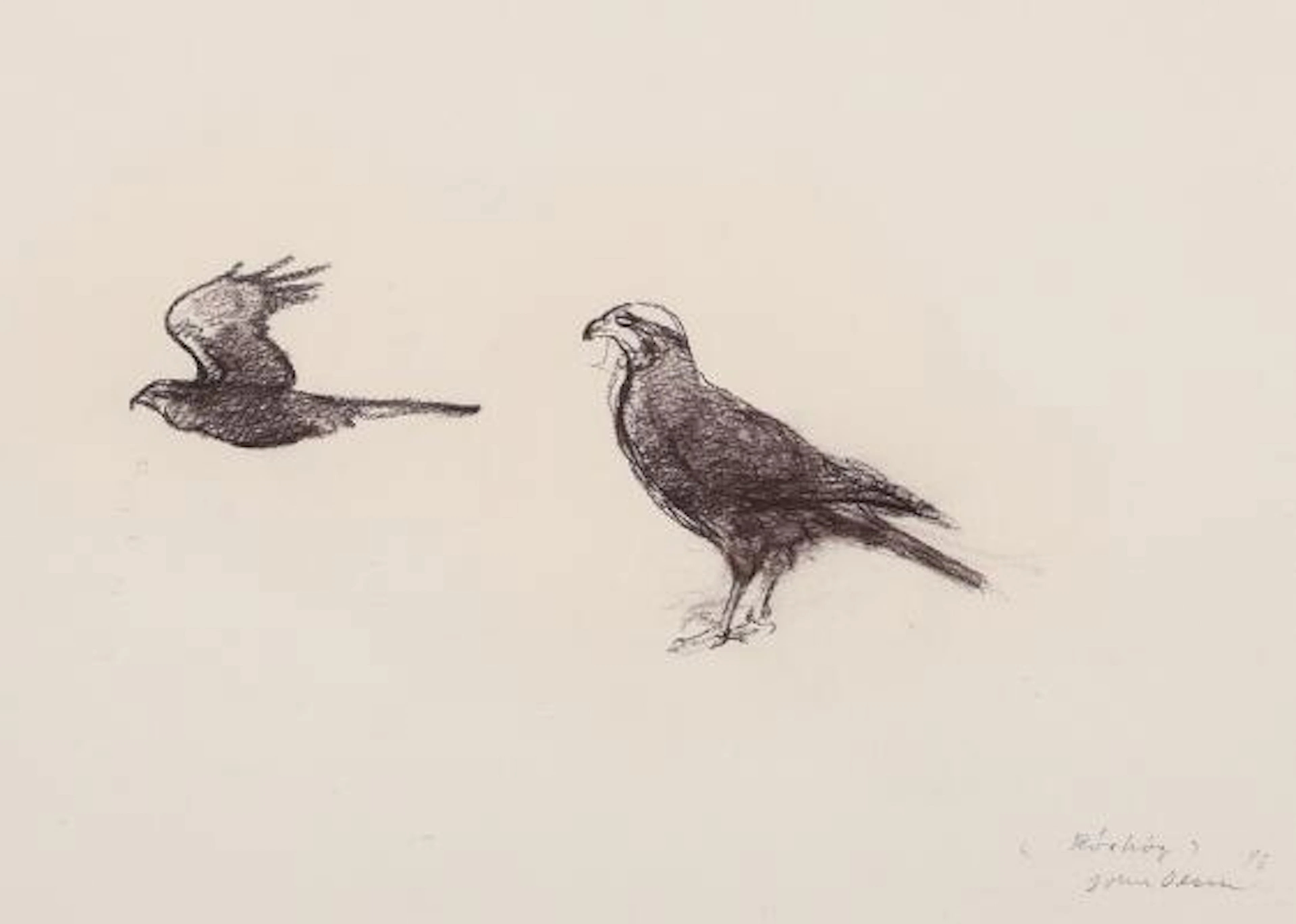 John Olsen: A marsh harrier. Signed John Olsen 96. Charcoal on paper.