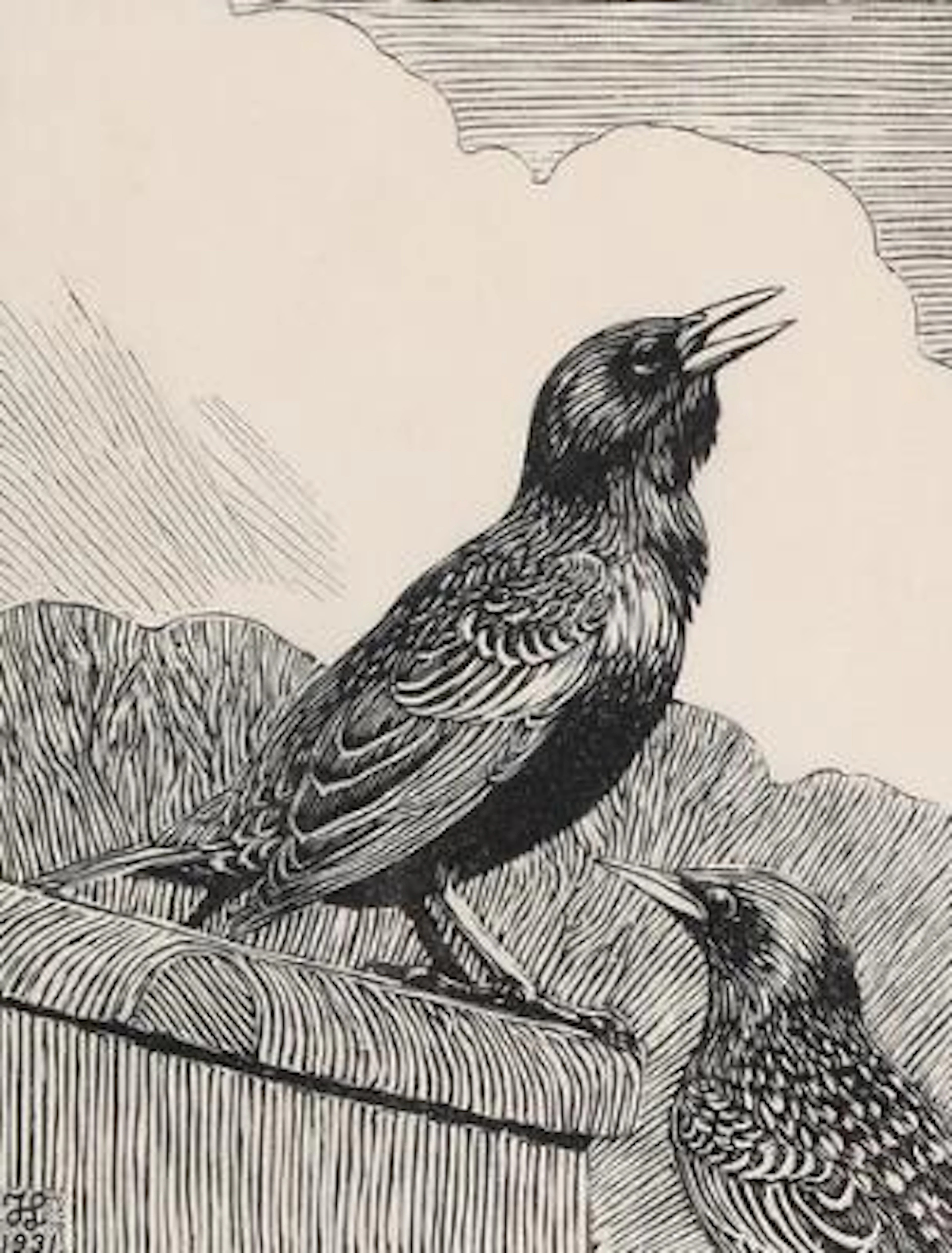 Johannes Larsen: Two starlings. Signed in print with monogram, dated