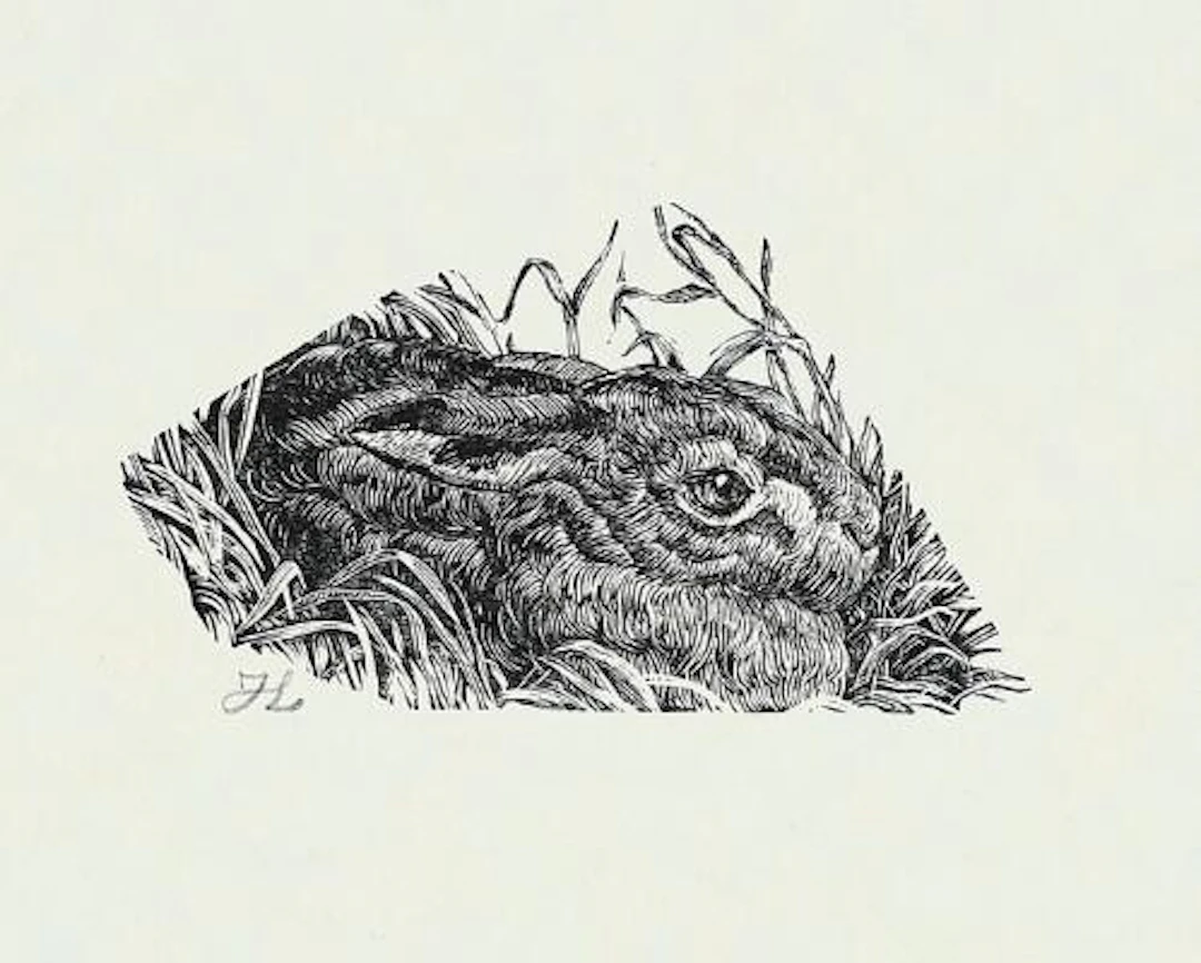 Johannes Larsen: “Hare”. A hare. 1904. Signed with monogram in pencil.