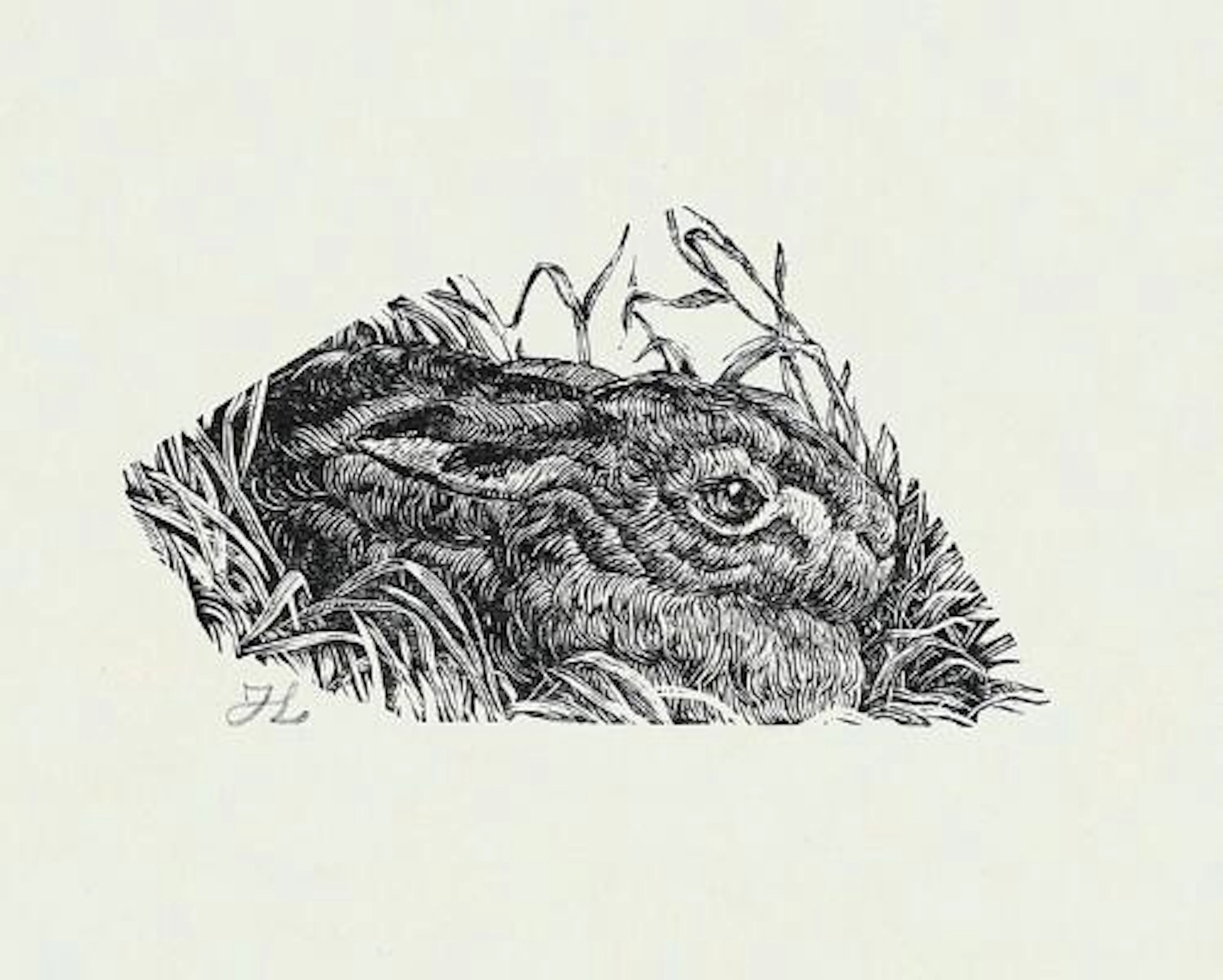 Johannes Larsen: “Hare”. A hare. 1904. Signed with monogram in pencil.