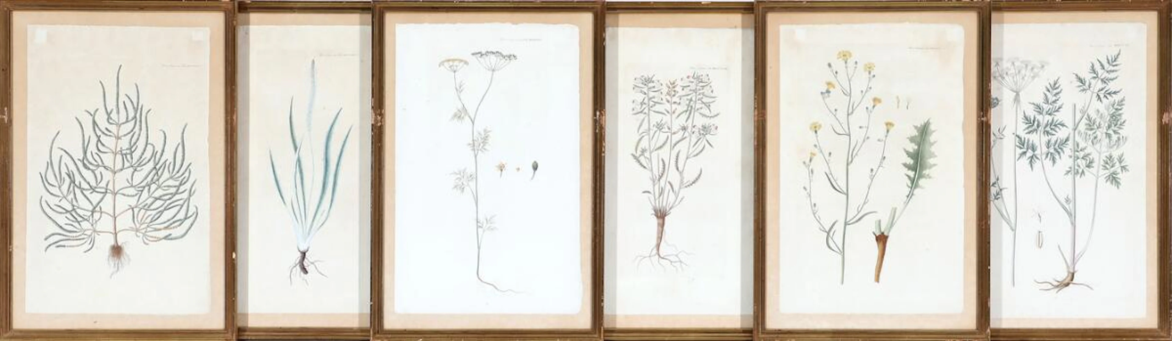 Flora Danica, 19th century: A collection of six hand-coloured engravings