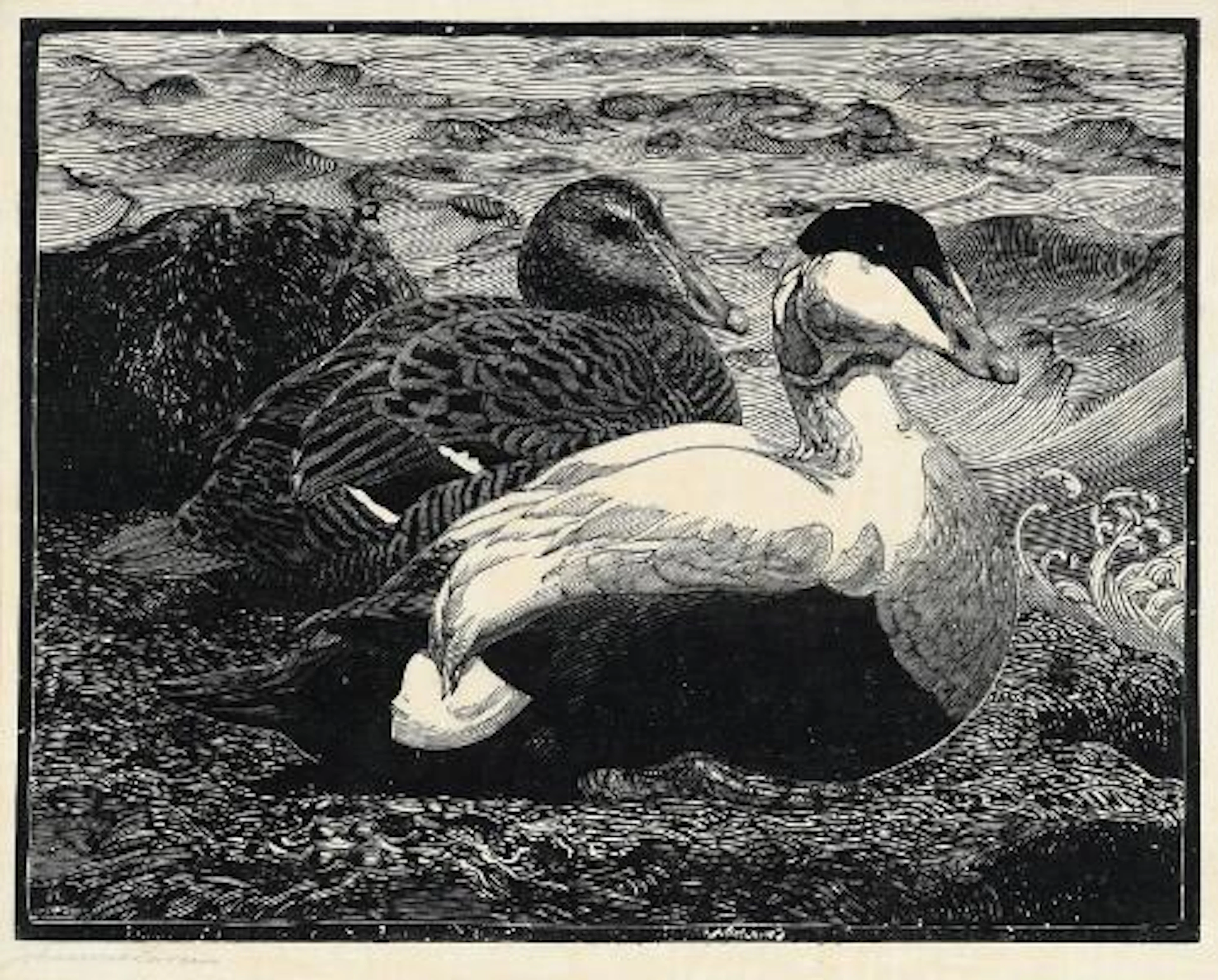 Johannes Larsen: Two Eider Ducks. Signed Johannes Larsen. Woodcut
