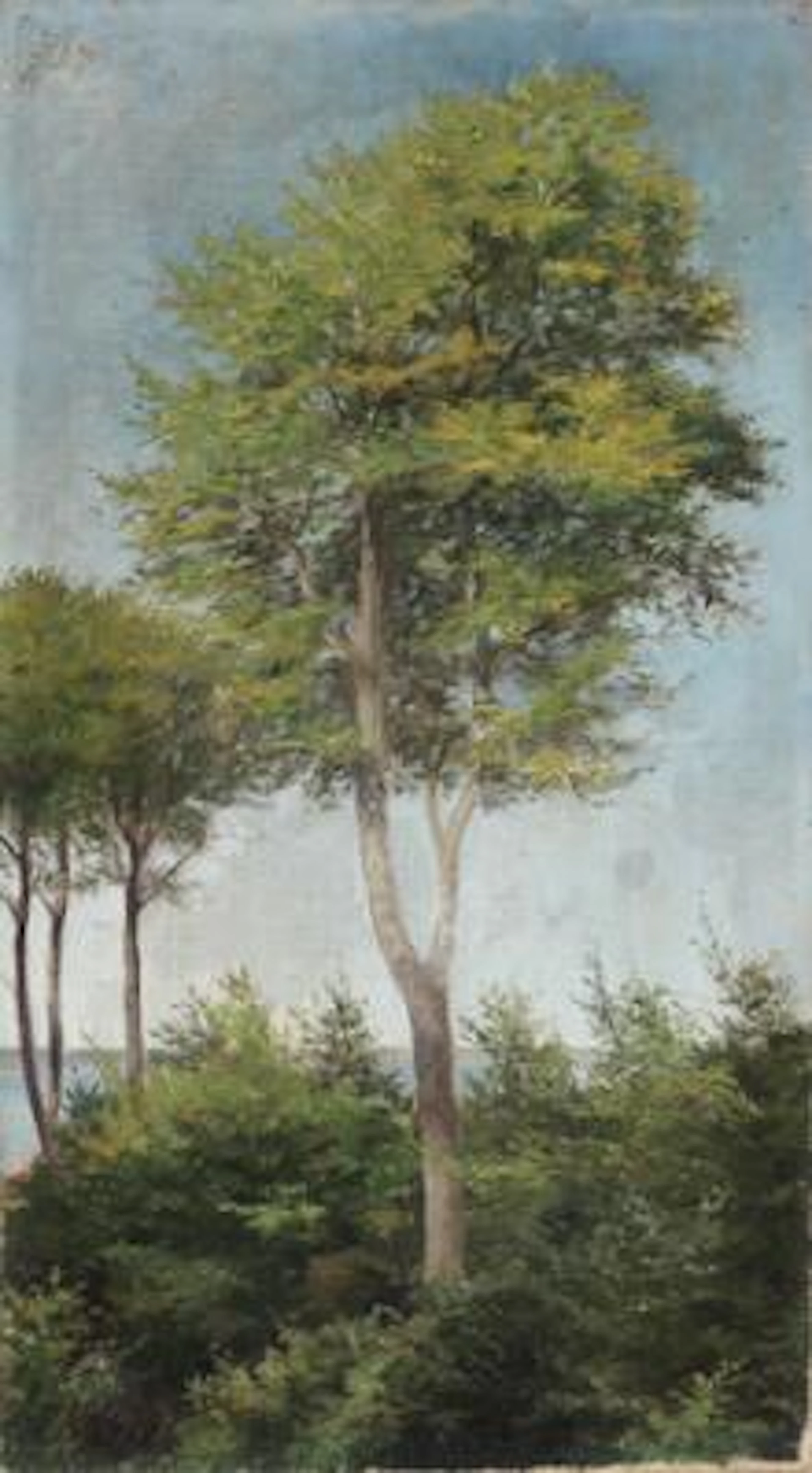 Emilie Mundt: Large trees near a coast. Signed and dated E. M. 1912.