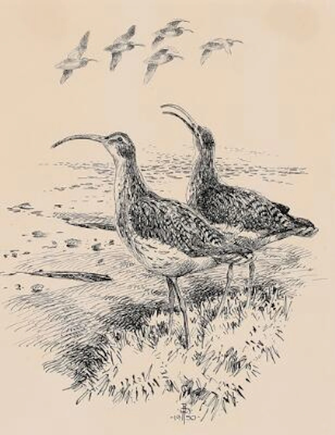 Leif Ragn-Jensen: Eurasian curlews. Signed monogram, 1950. Indian