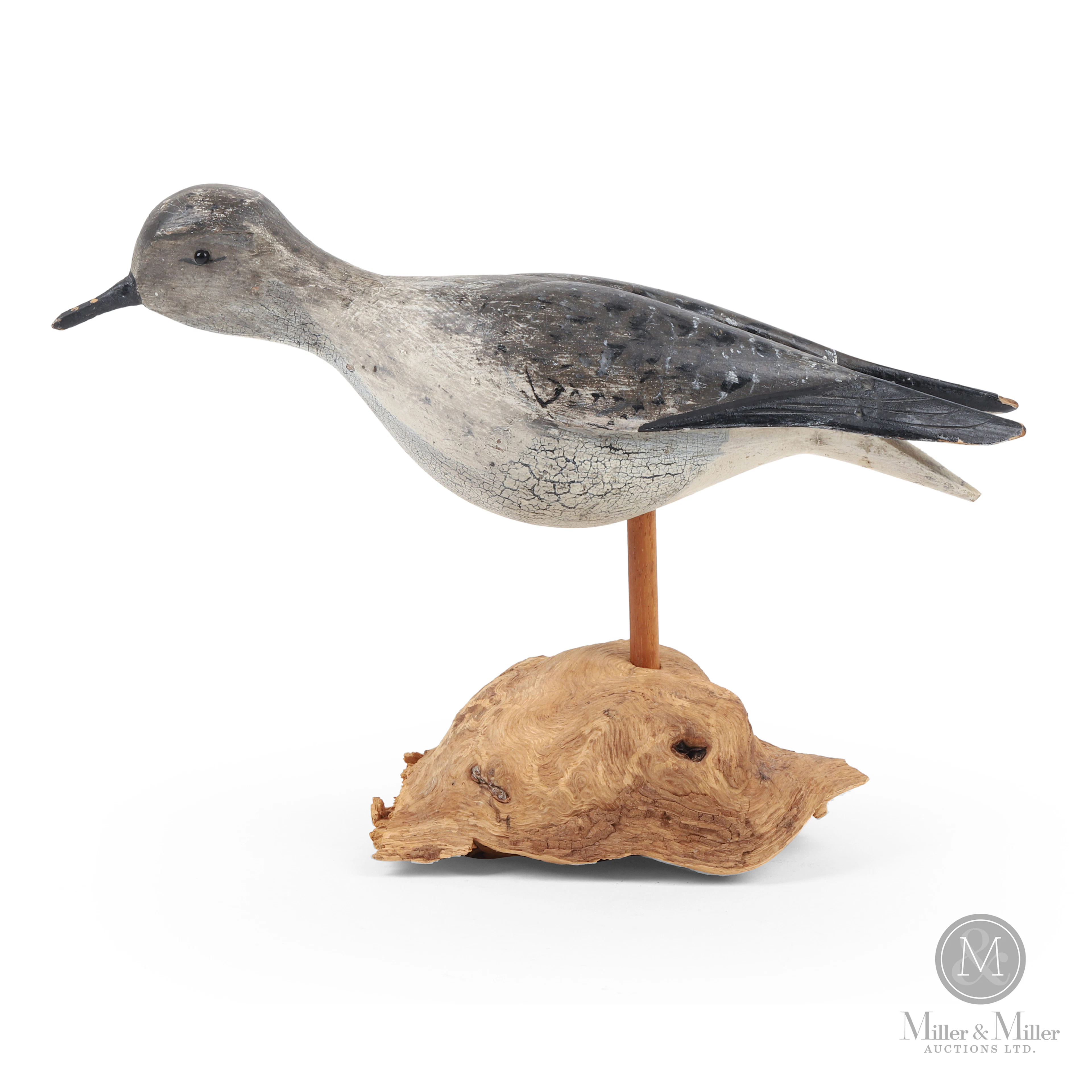 *PREVIEW LOT* Running Black-bellied Plover, Burr, Hingham MA