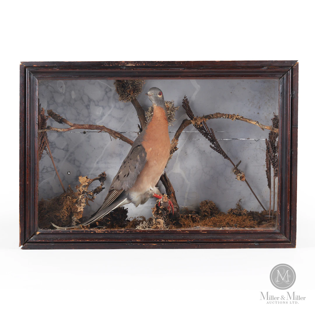 Rare Passenger Pigeon Diorama