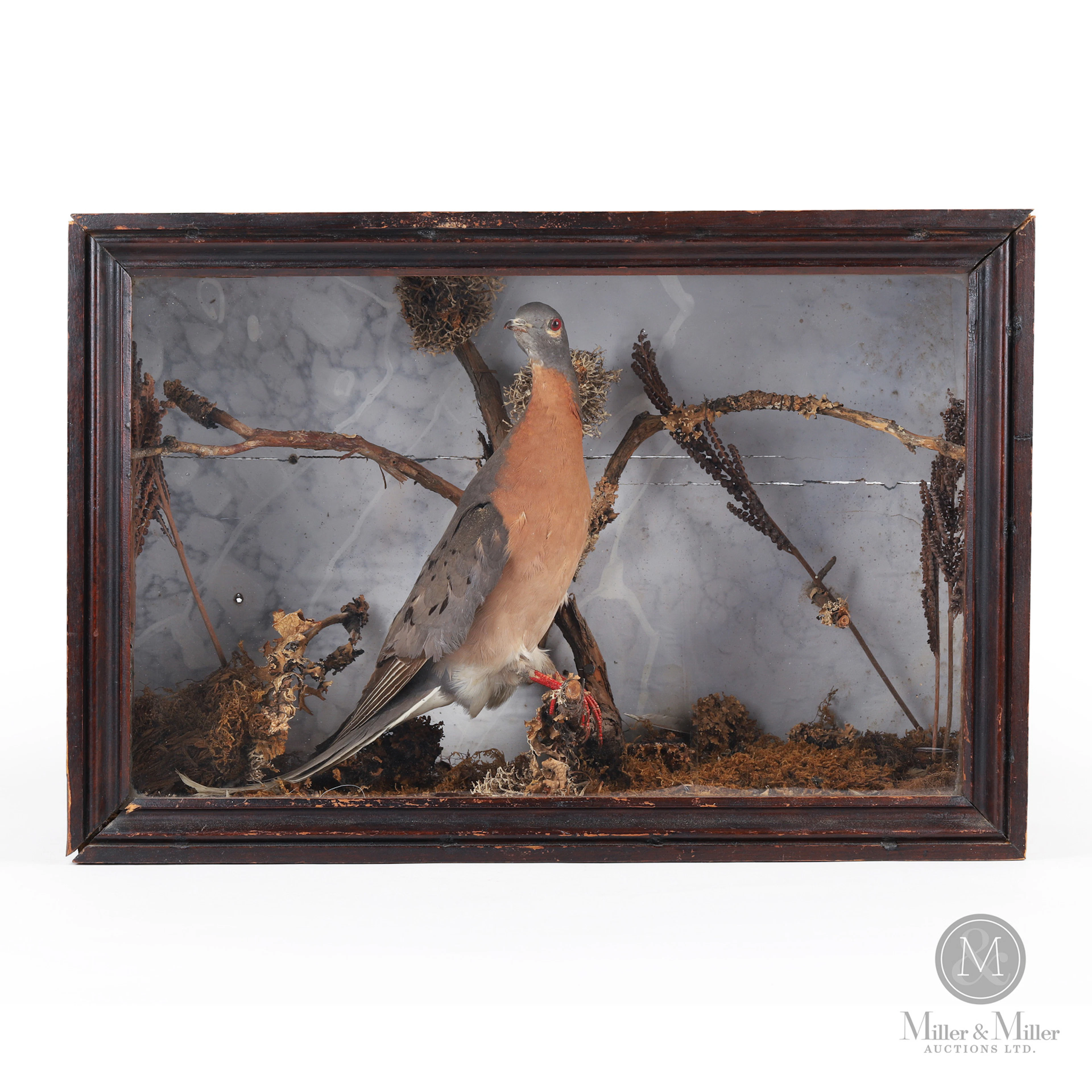 Rare Passenger Pigeon Diorama