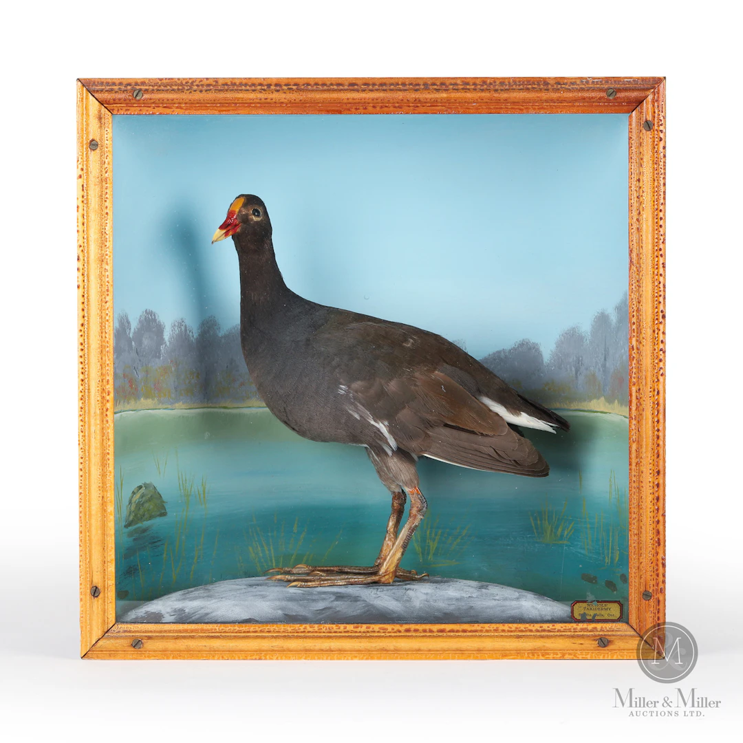 Taxidermy Galinule, Nichols, Smiths Falls