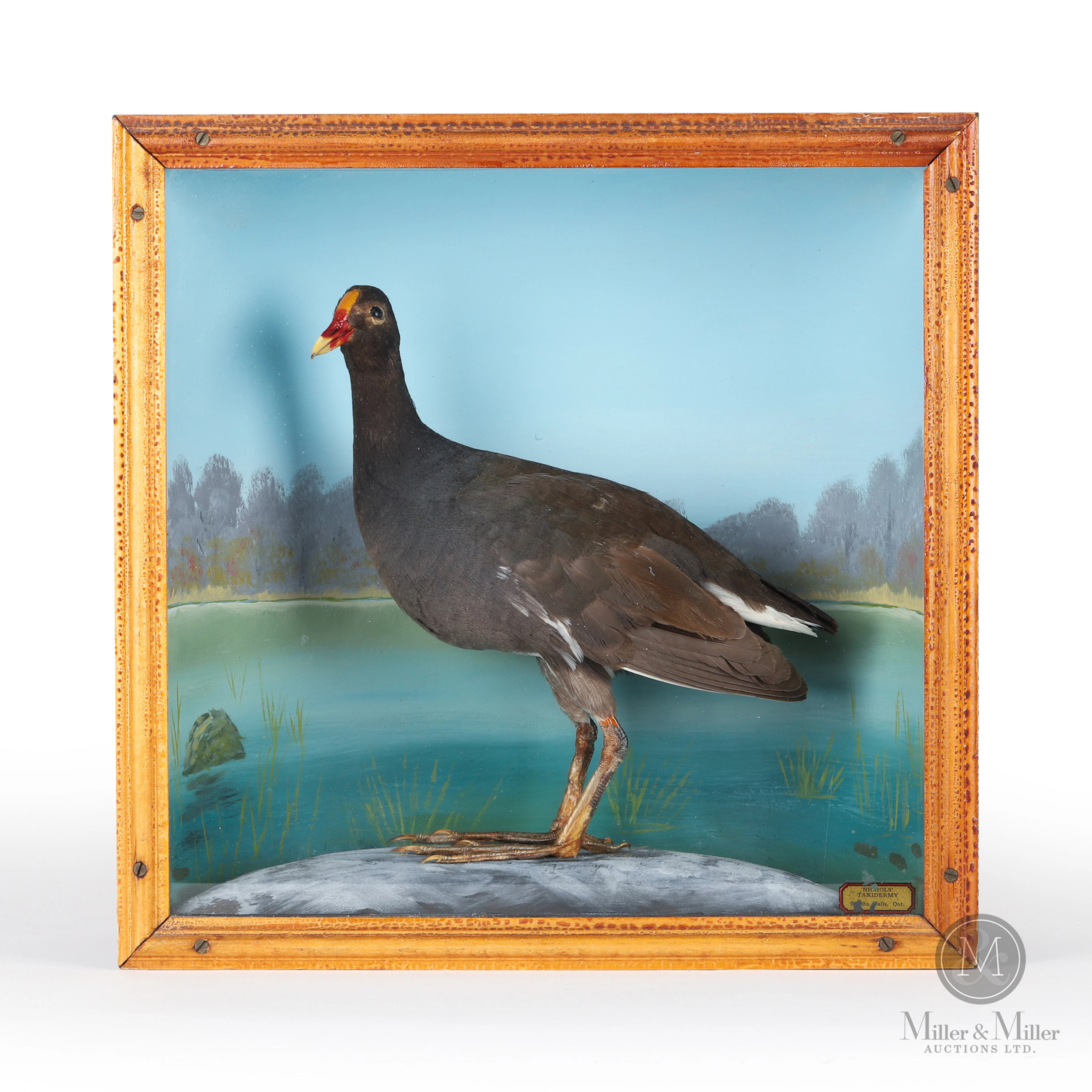 Taxidermy Galinule, Nichols, Smiths Falls