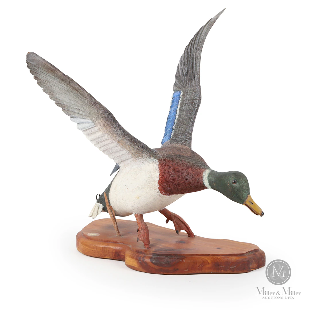 J. MacDonald Mallard Drake in Flight