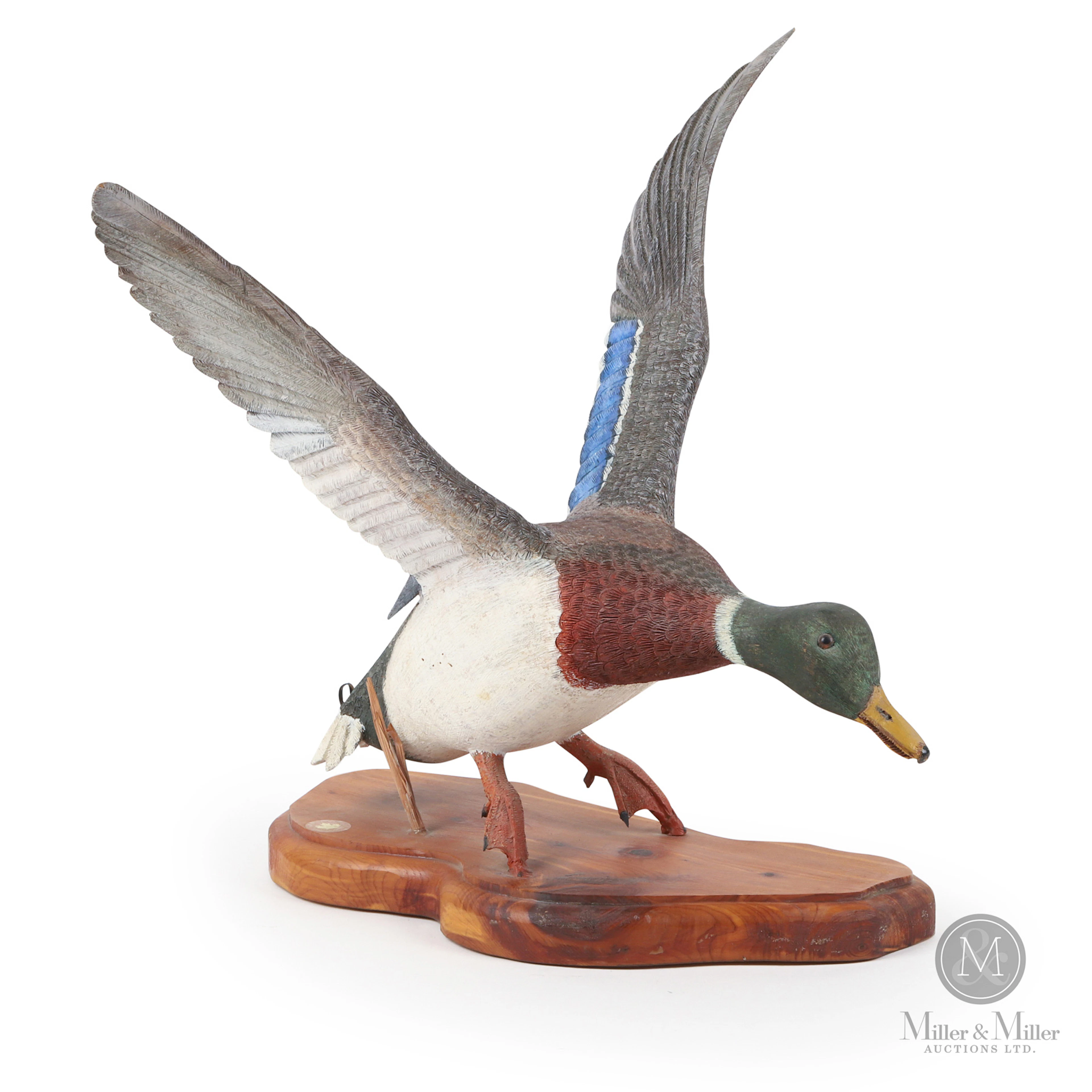 J. MacDonald Mallard Drake in Flight