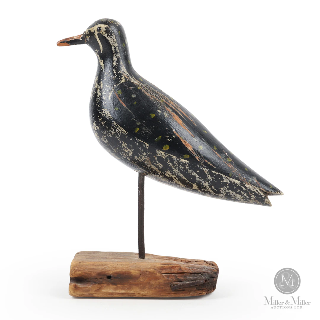 Golden Plover, Ramsey Summerside PEI or Bronsdon MA