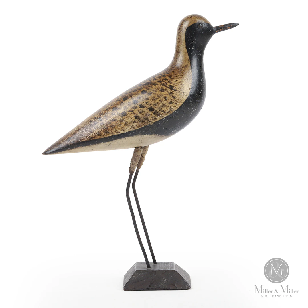 Black-bellied Plover, Malcolm Rig