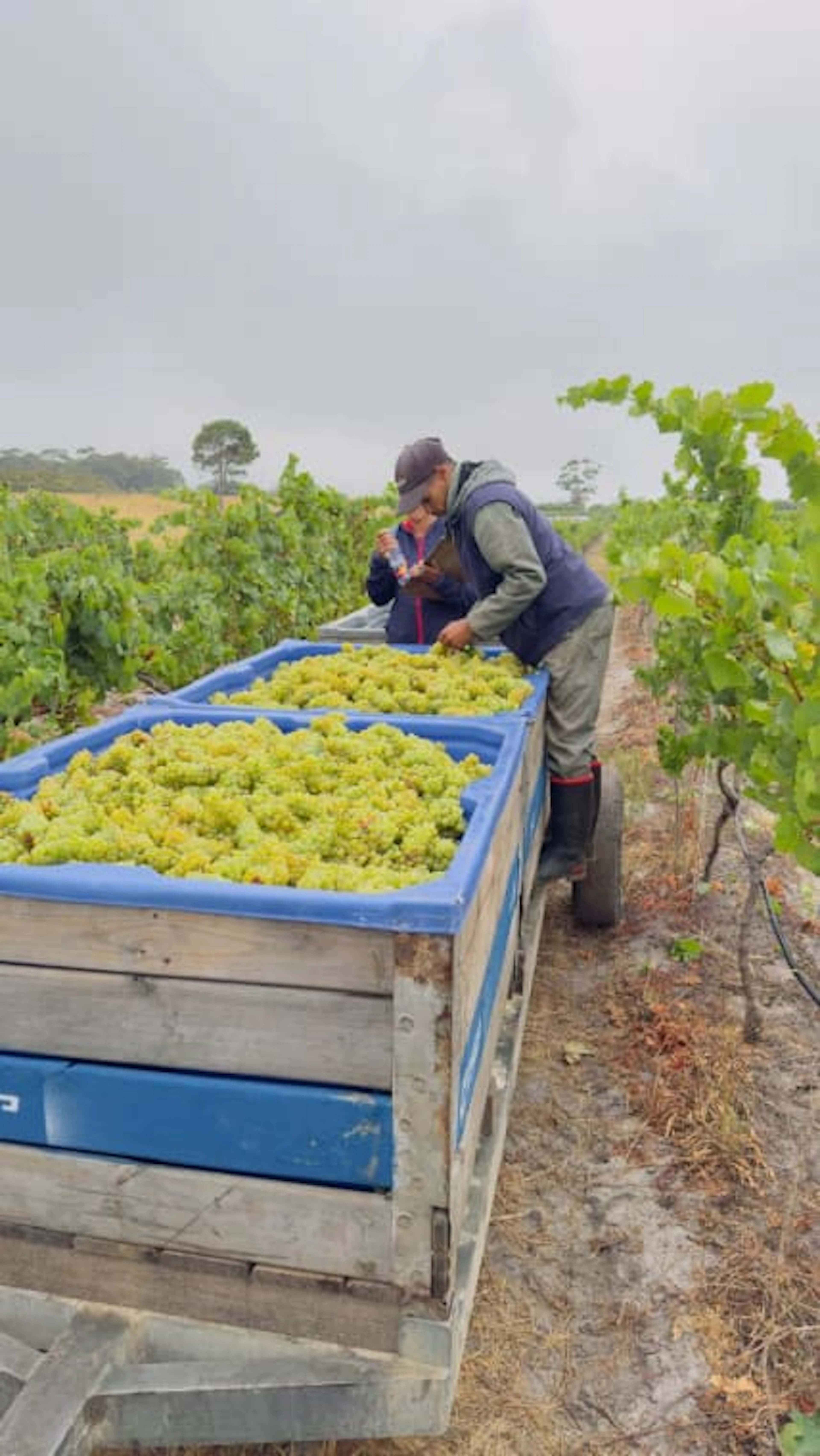 Pieter Ferreira Cap Classique; Blanc de Noirs Pinot Noir; 2019; 12