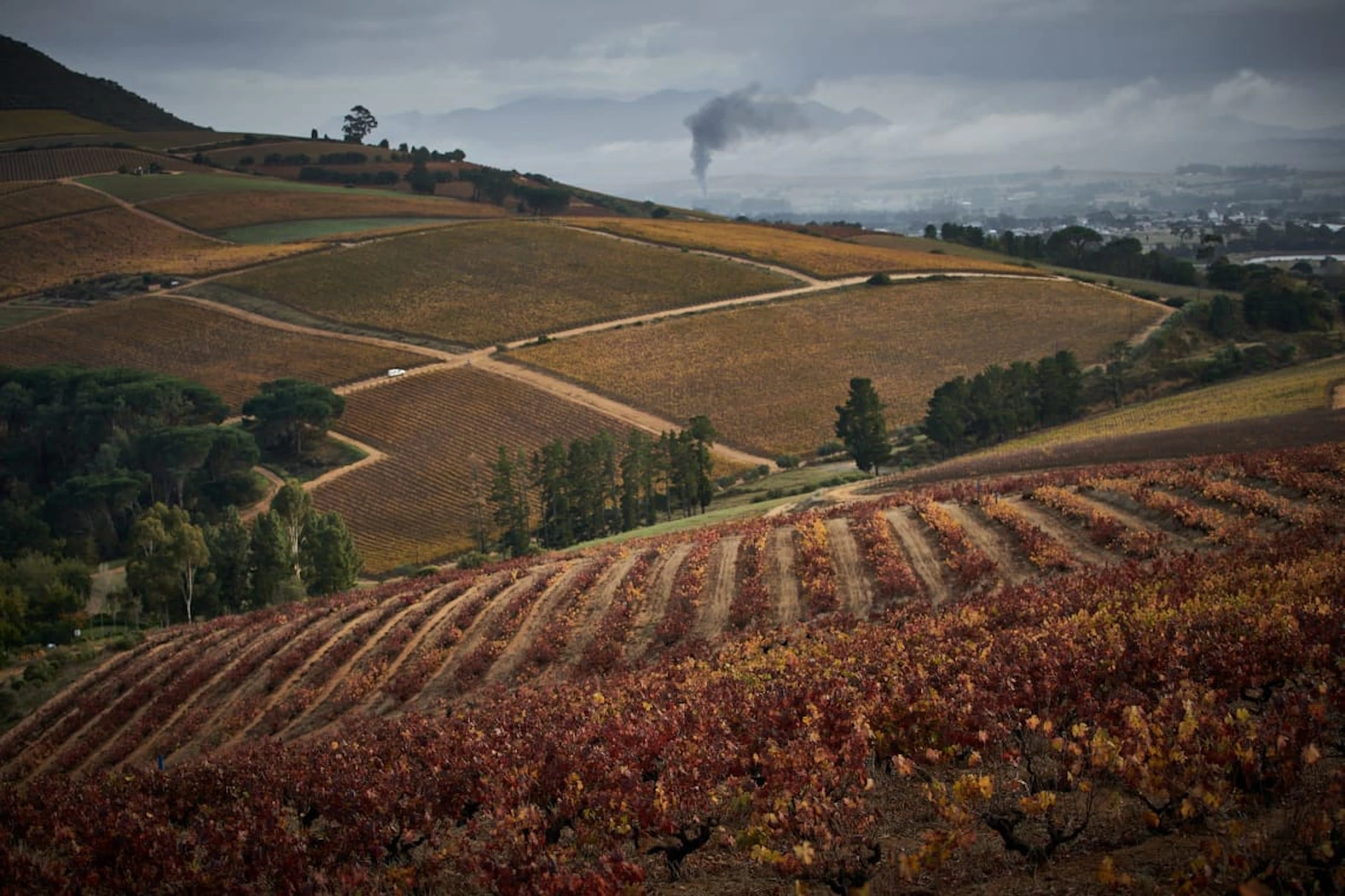 Warwick Wine Estate; Auction Cabernet Franc - Cabernet Sauvignon;