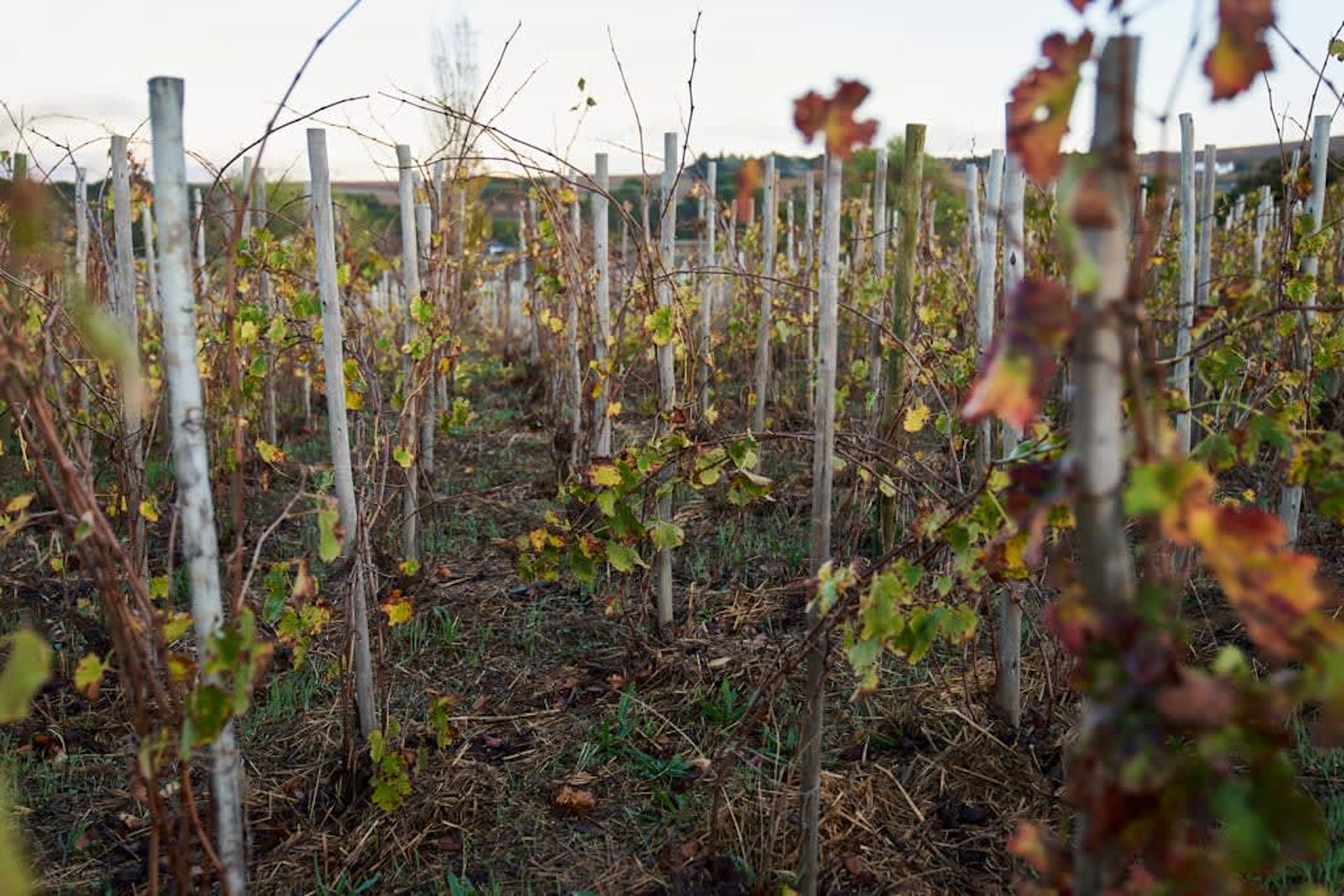 Raats Family Wines; Fountain Terroir Specific Chenin Blanc; 2025;