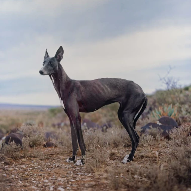 Daniel Naudé; Africanis 1. Strydenburg, Northern Cape, South Africa