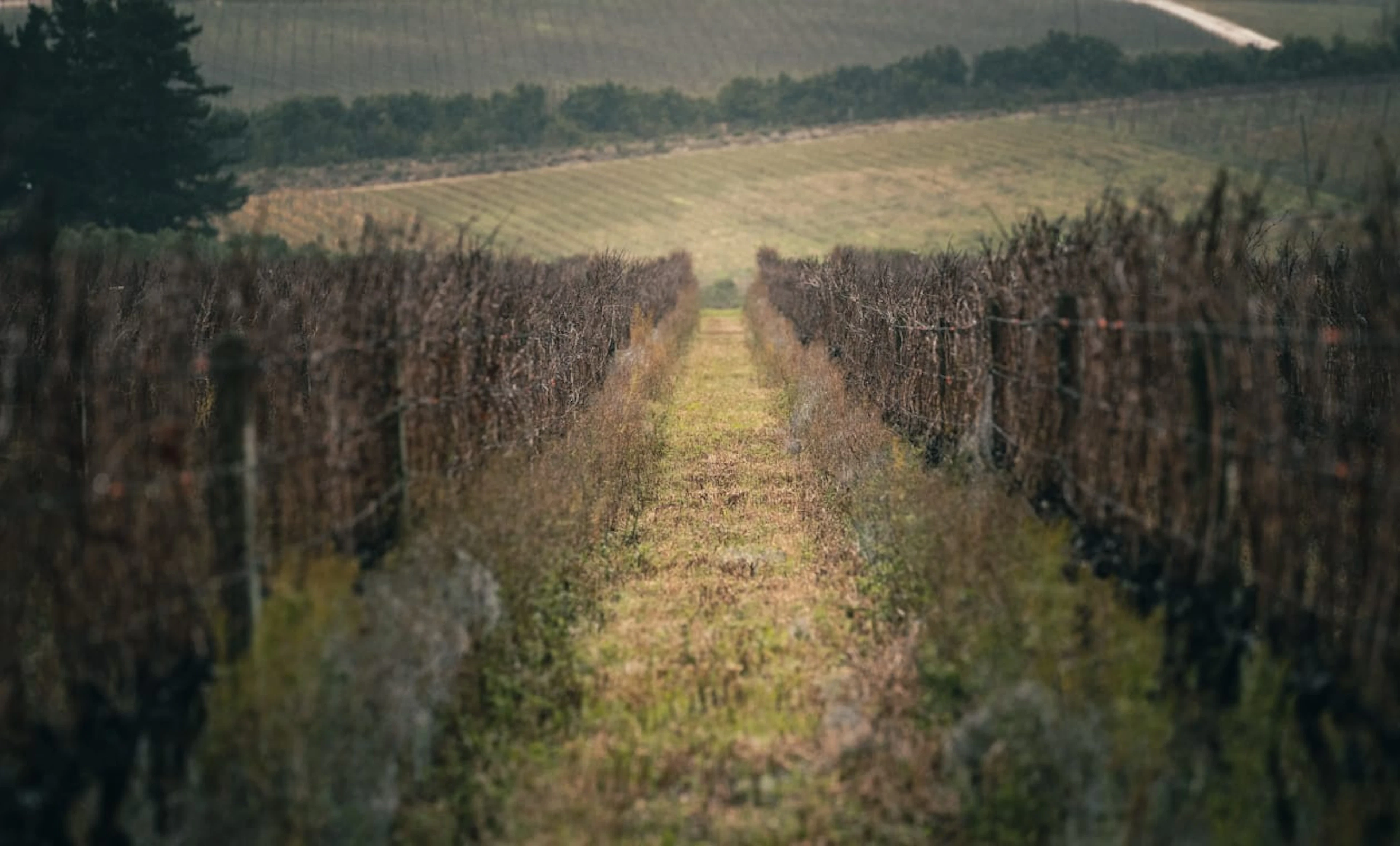Storm Wines; Bokkeveld Shale Chardonnay; 2024; 36 (6 x 6); 750ml