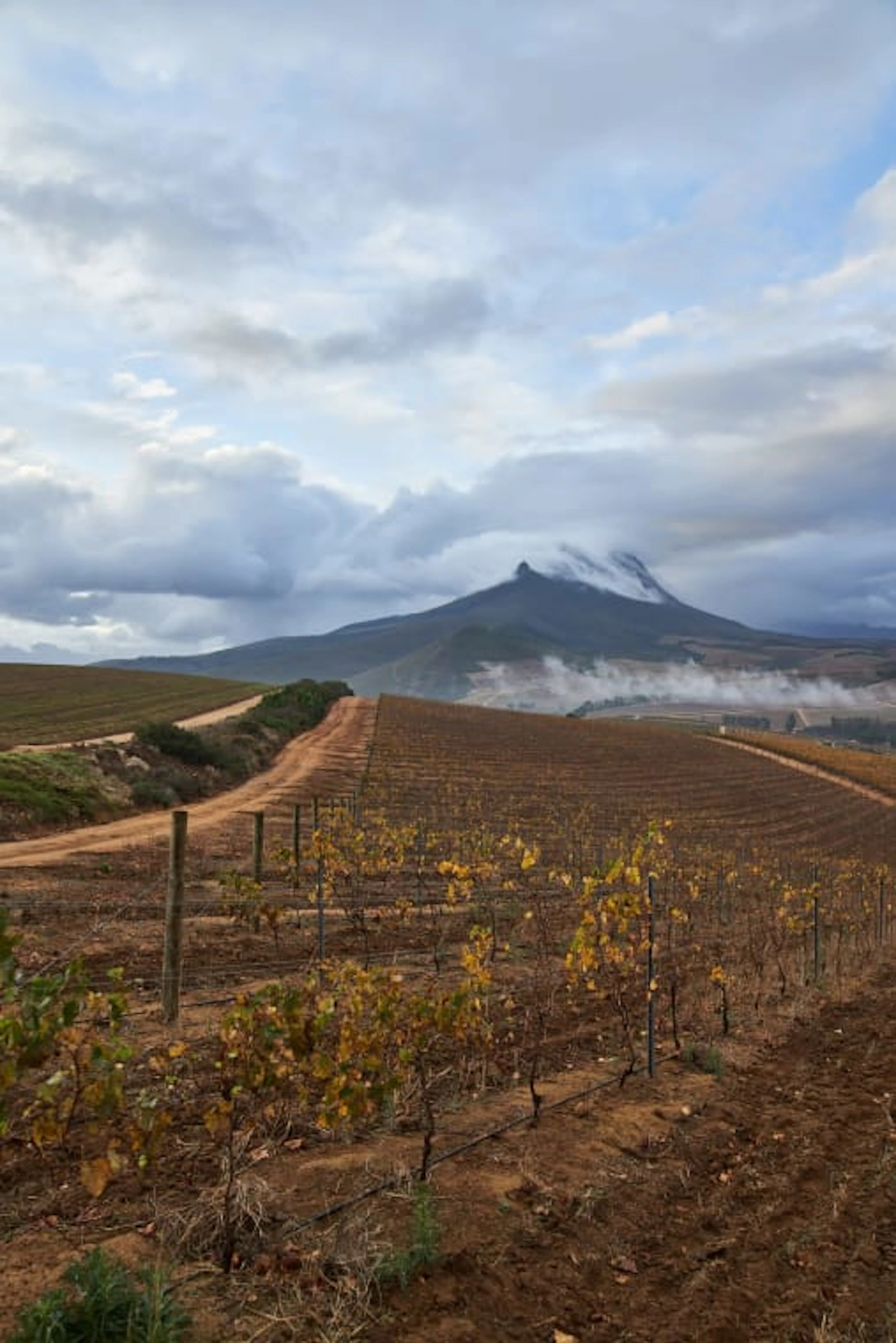 Warwick Wine Estate; Auction Cabernet Franc - Cabernet Sauvignon;