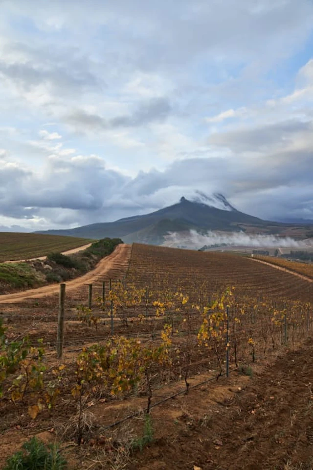 Warwick Wine Estate; Auction Cabernet Franc - Cabernet Sauvignon;