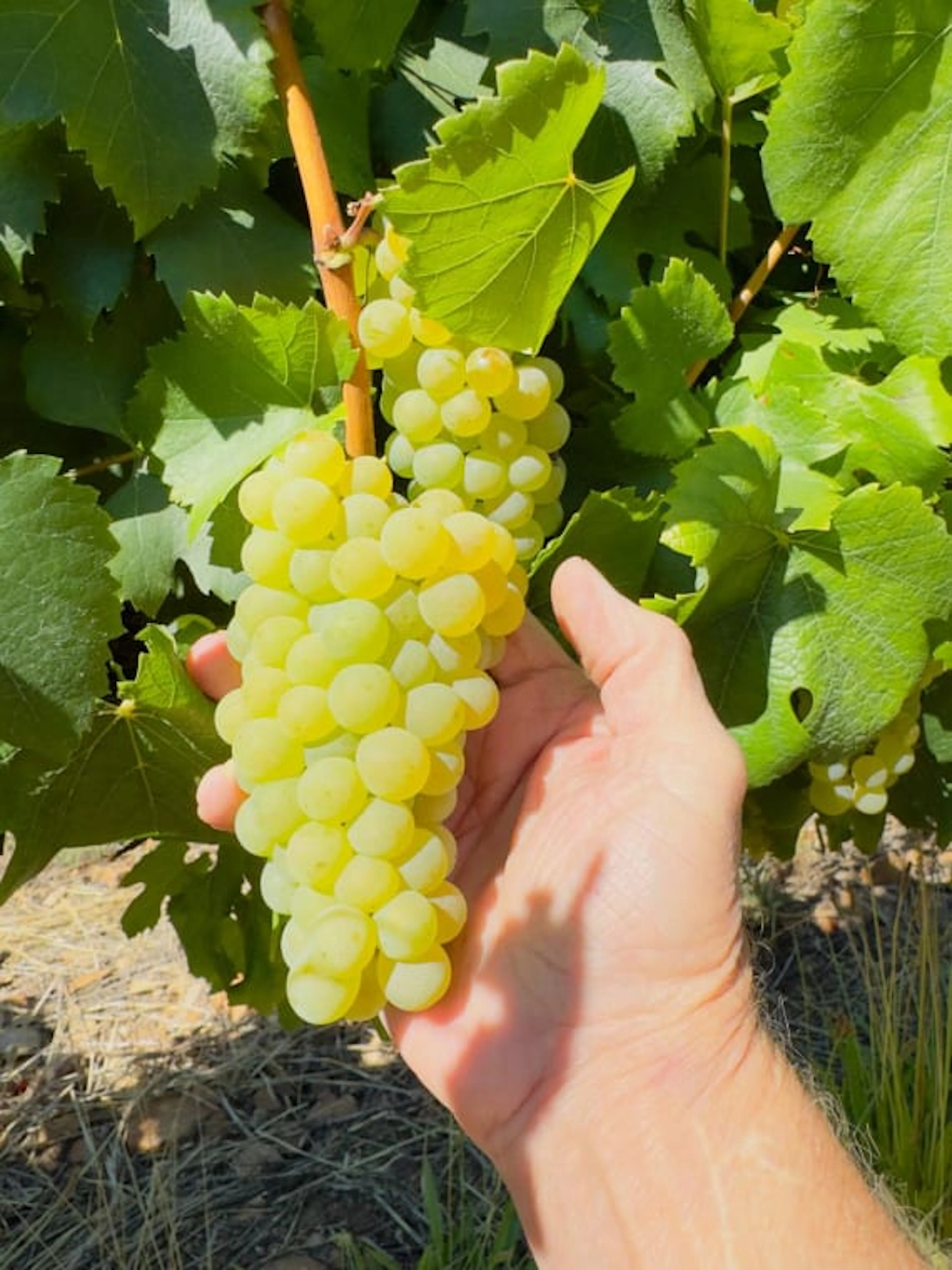 Pieter Ferreira Cap Classique; Blanc de Noirs Pinot Noir; 2019; 12