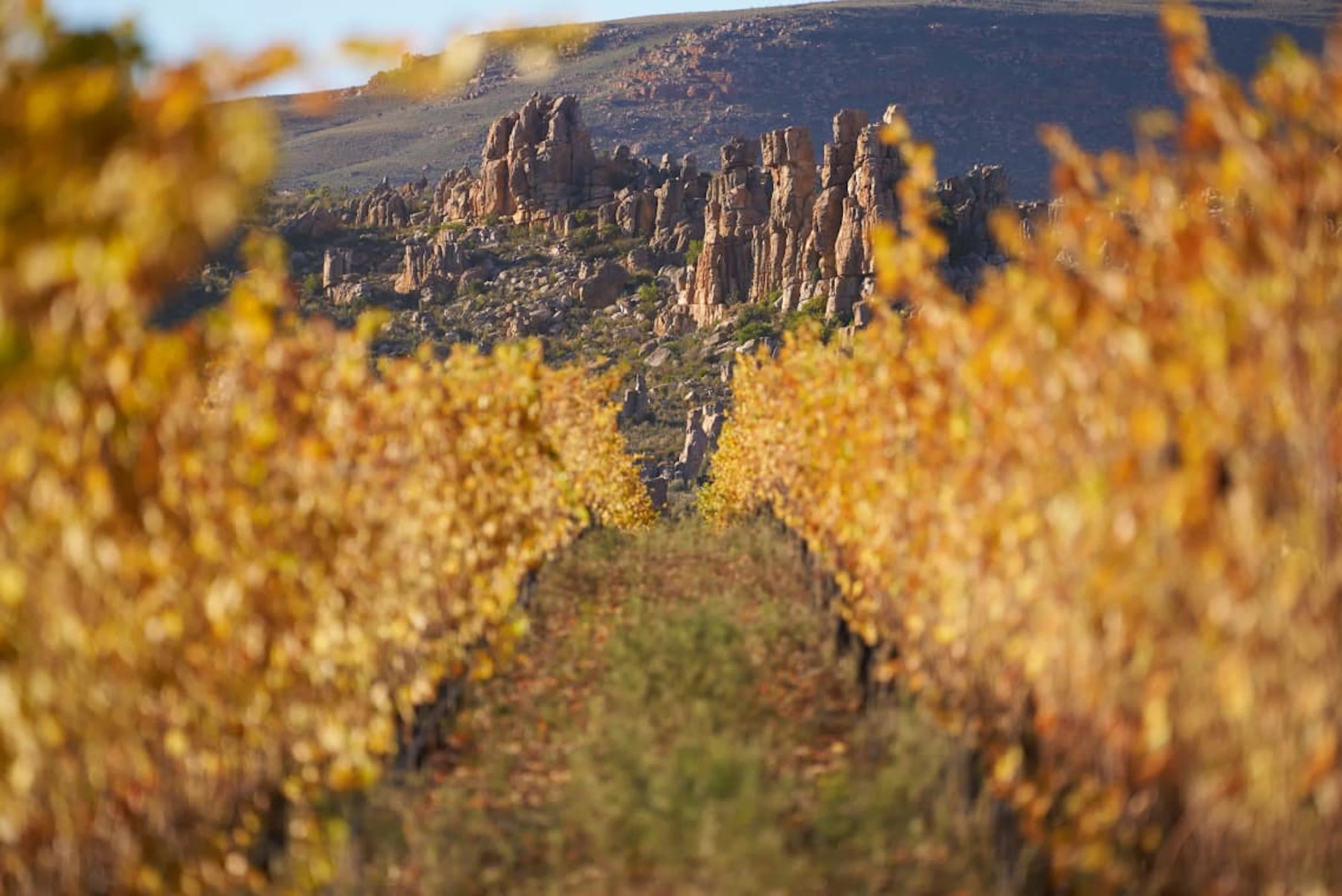 Cederberg; Black Slate Shiraz; 2024; 36 (6 x 6); 750ml
