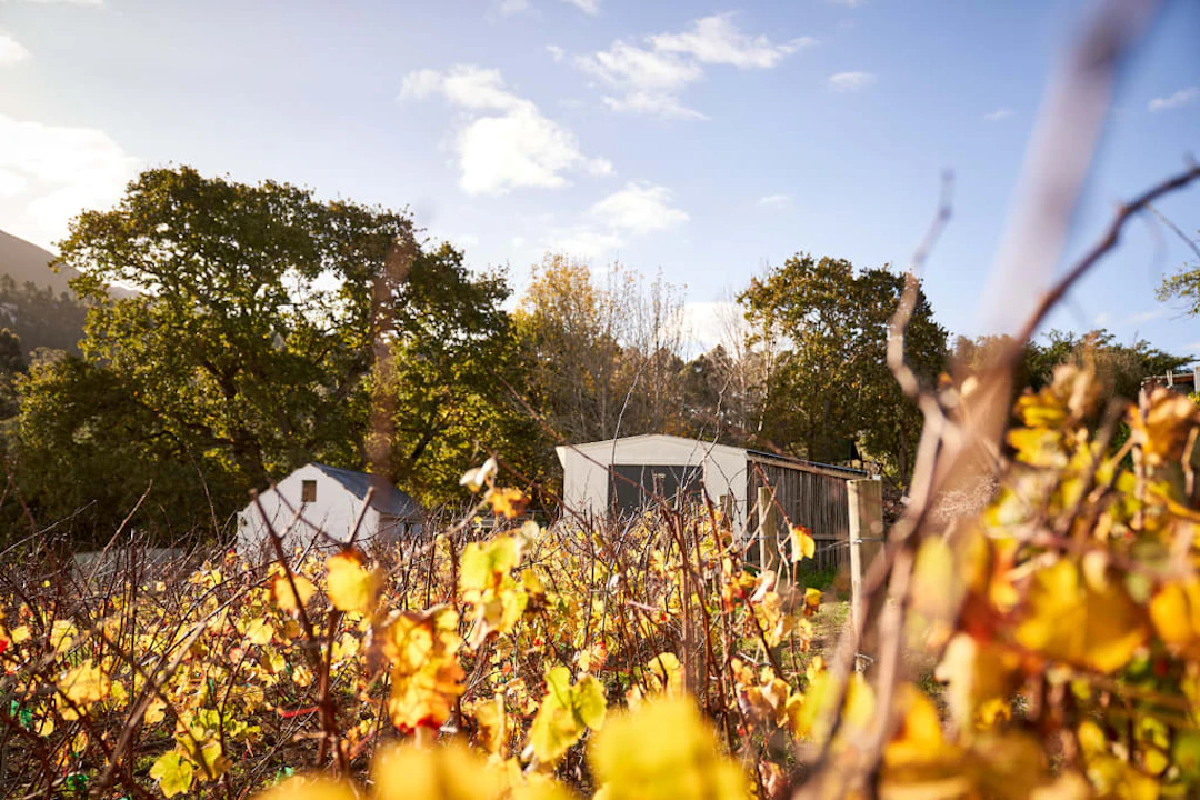 Bartho Eksteen Wine Estate; Vloekskoot Sauvignon Blanc - Op Hout;