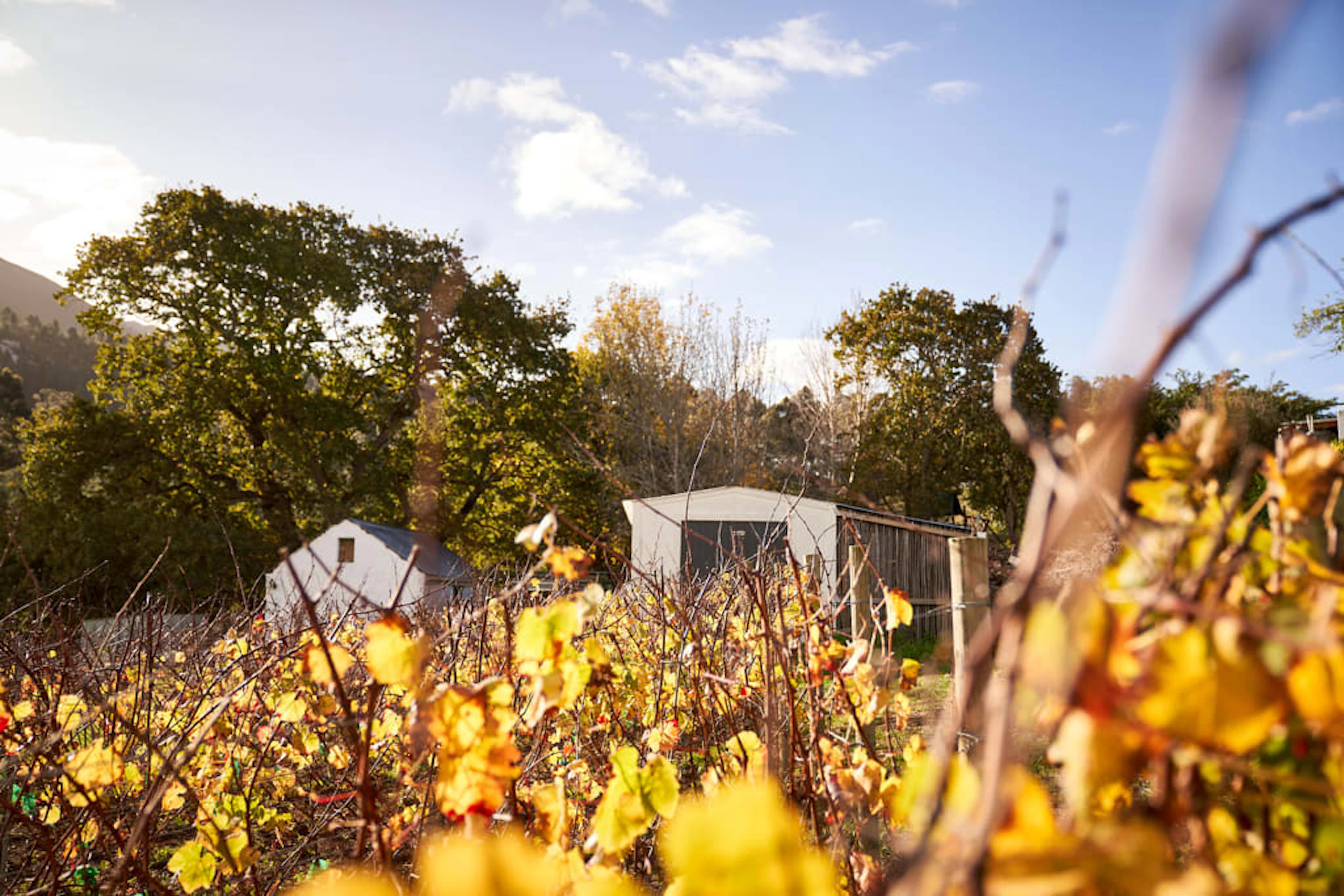 Bartho Eksteen Wine Estate; Vloekskoot Sauvignon Blanc - Op Hout;