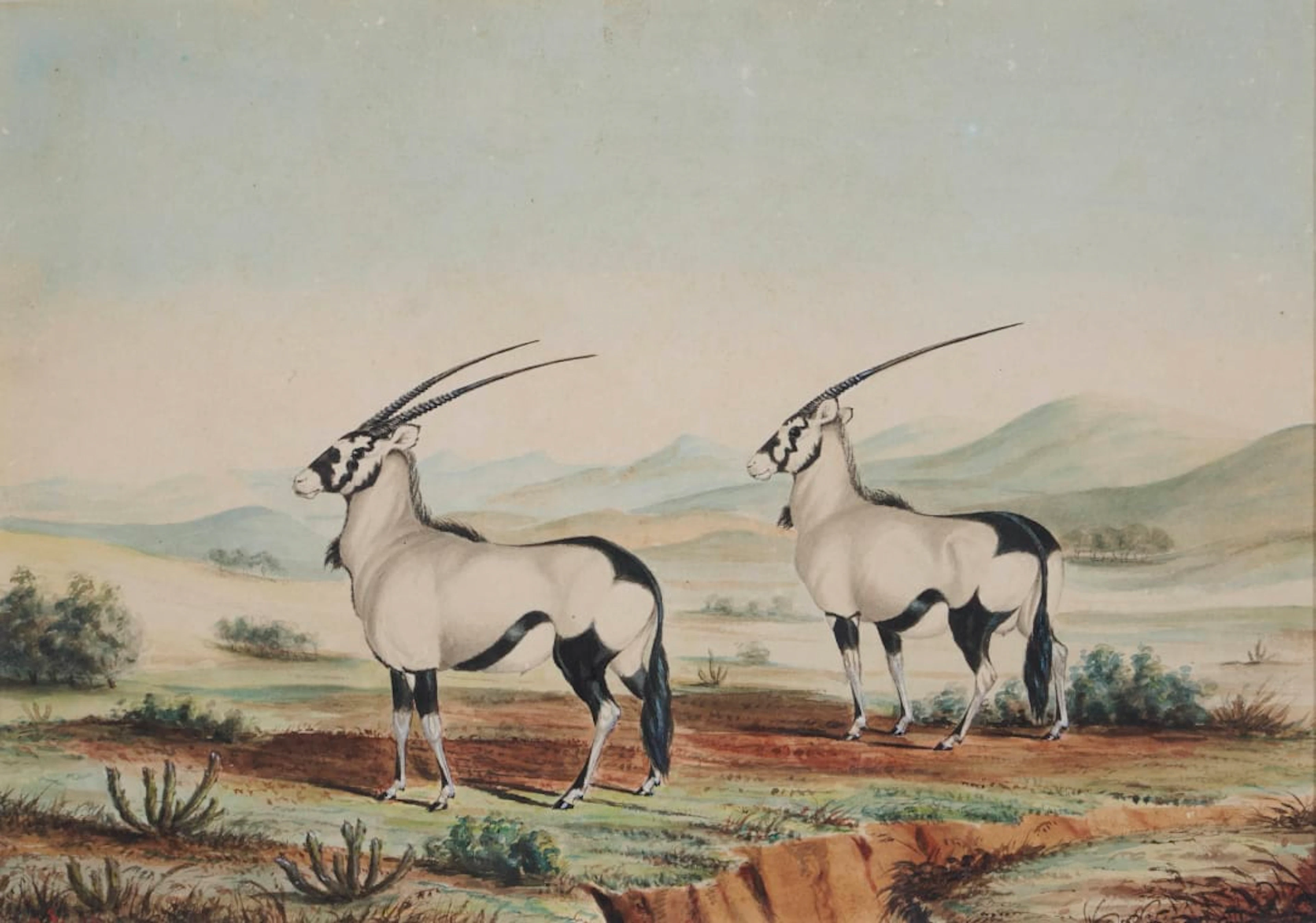 British School, 19th Century; Gemsbok (Onyx)