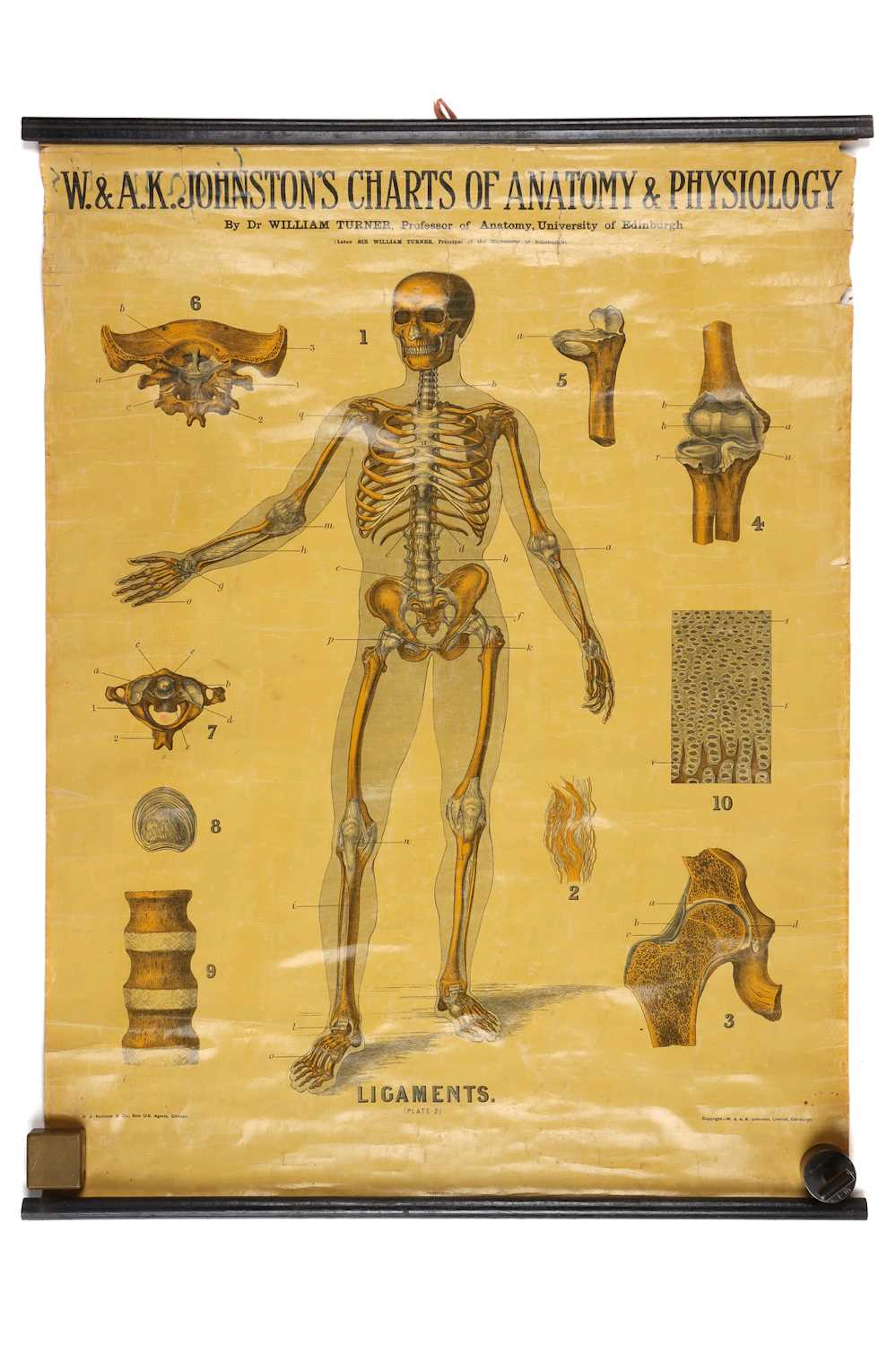 Collection of Didactic Anatomy & Physiology Posters