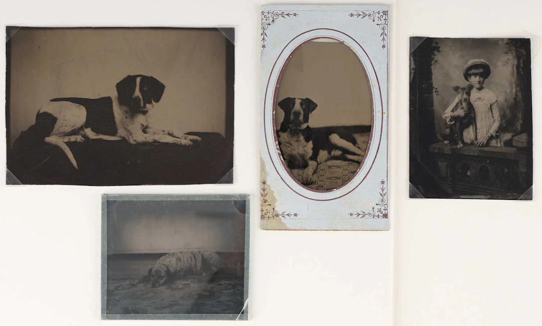 Tintypes of Dogs