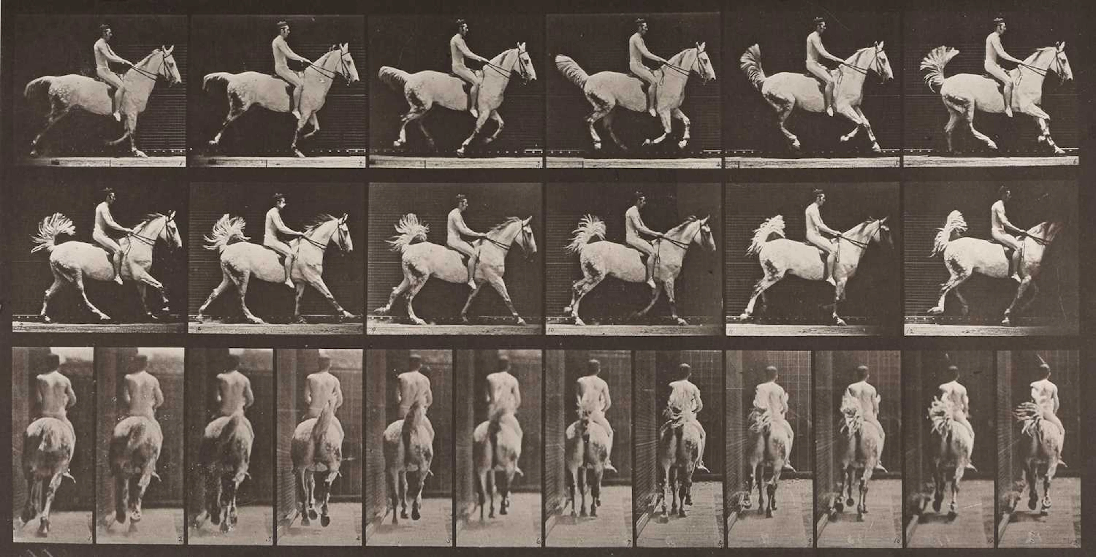 Eadward Muybridge Animal Locomotion