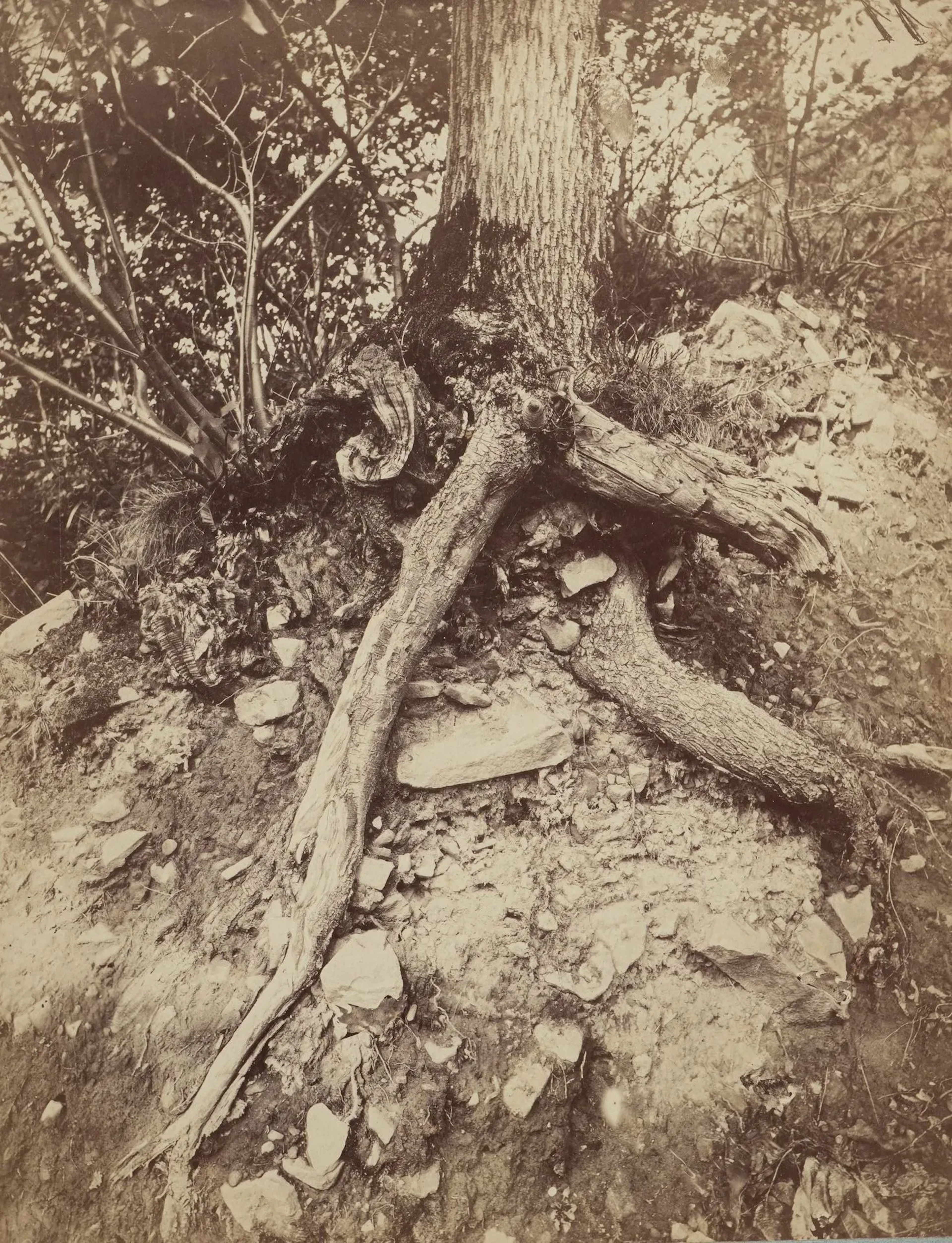 ANONYME - Lot 176